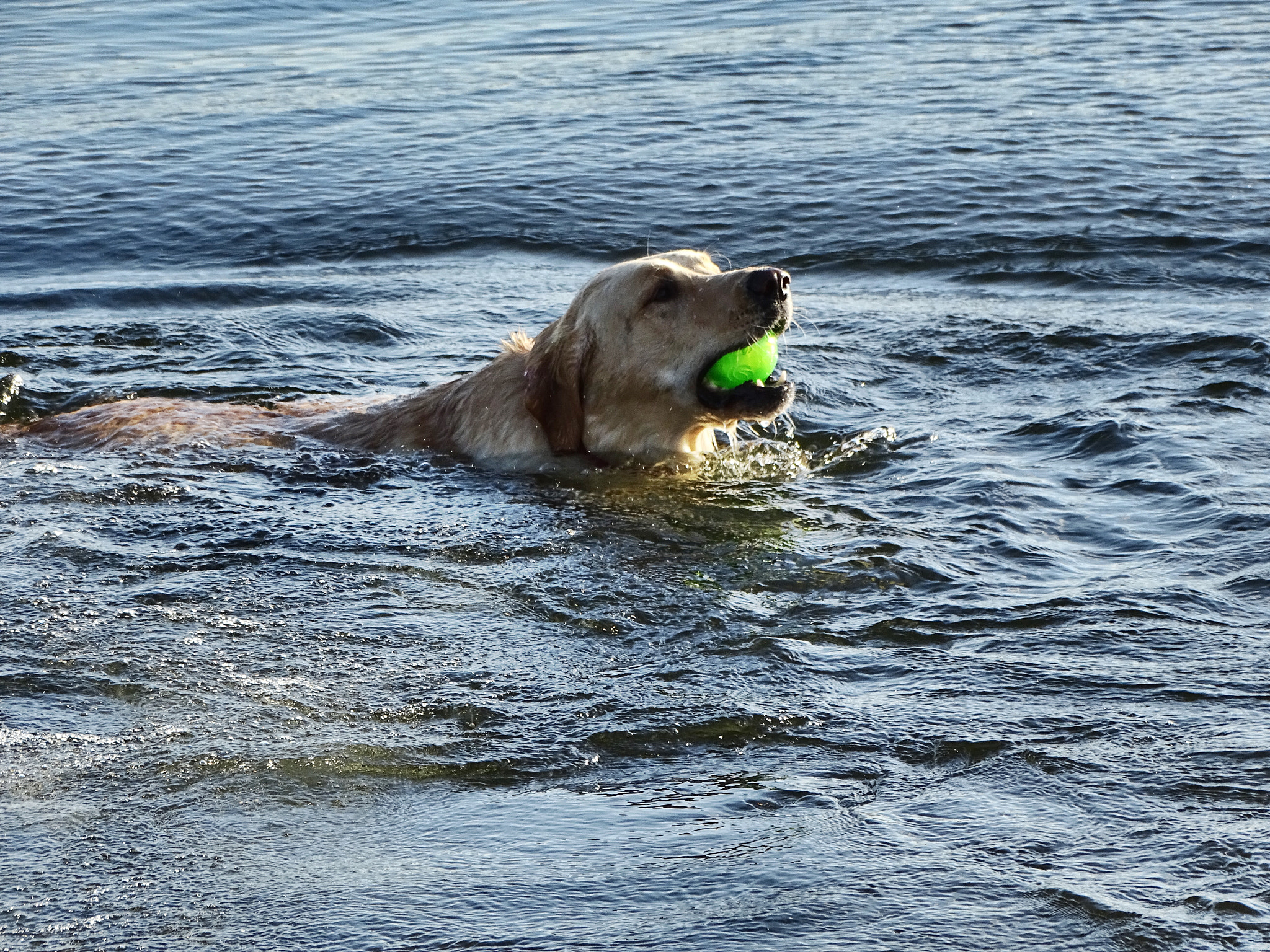 Sony 24-210mm F2.8-6.3 sample photo. Going swimming photography