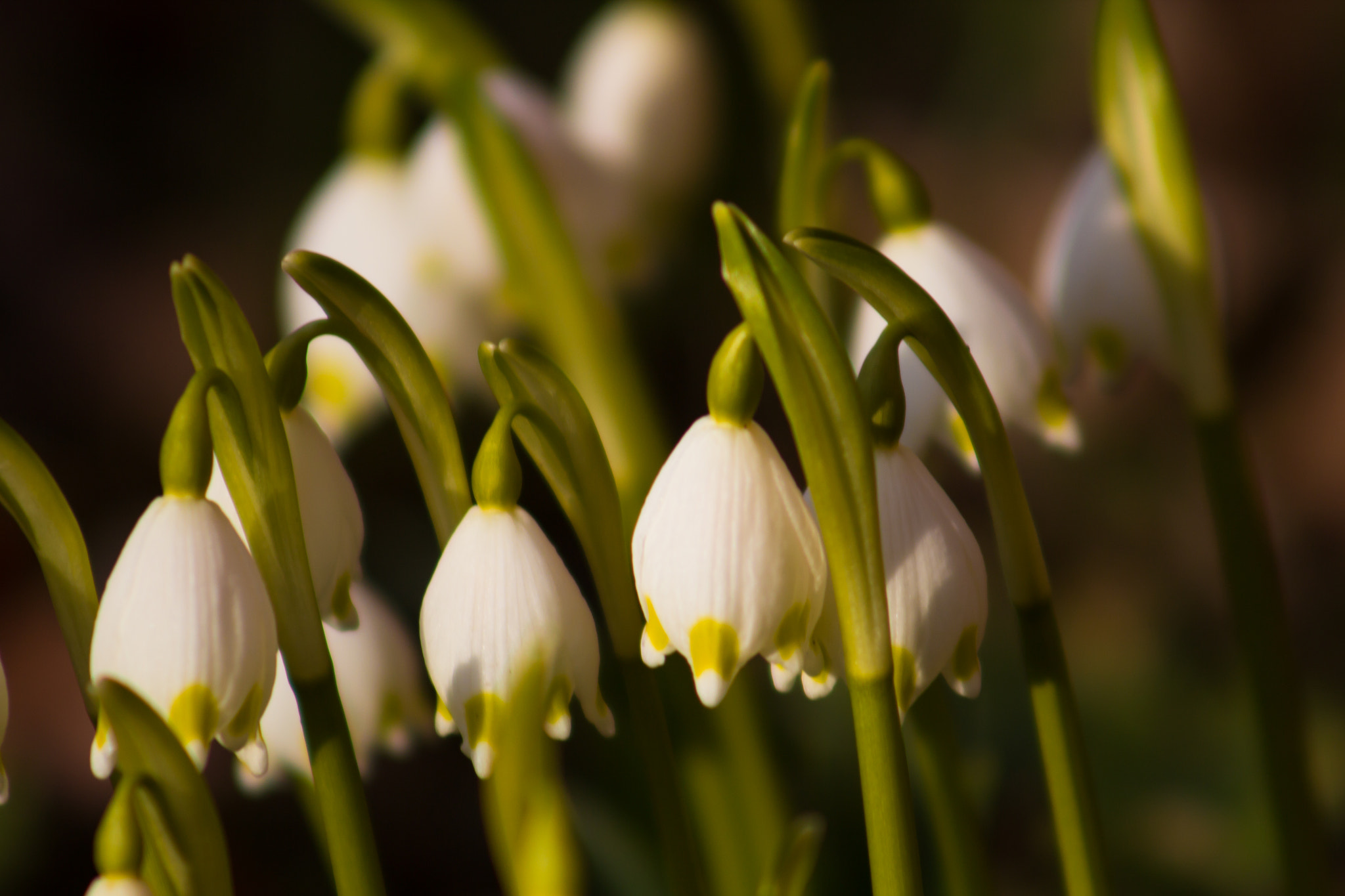 Canon EF 75-300mm f/4-5.6 USM sample photo. March bells photography