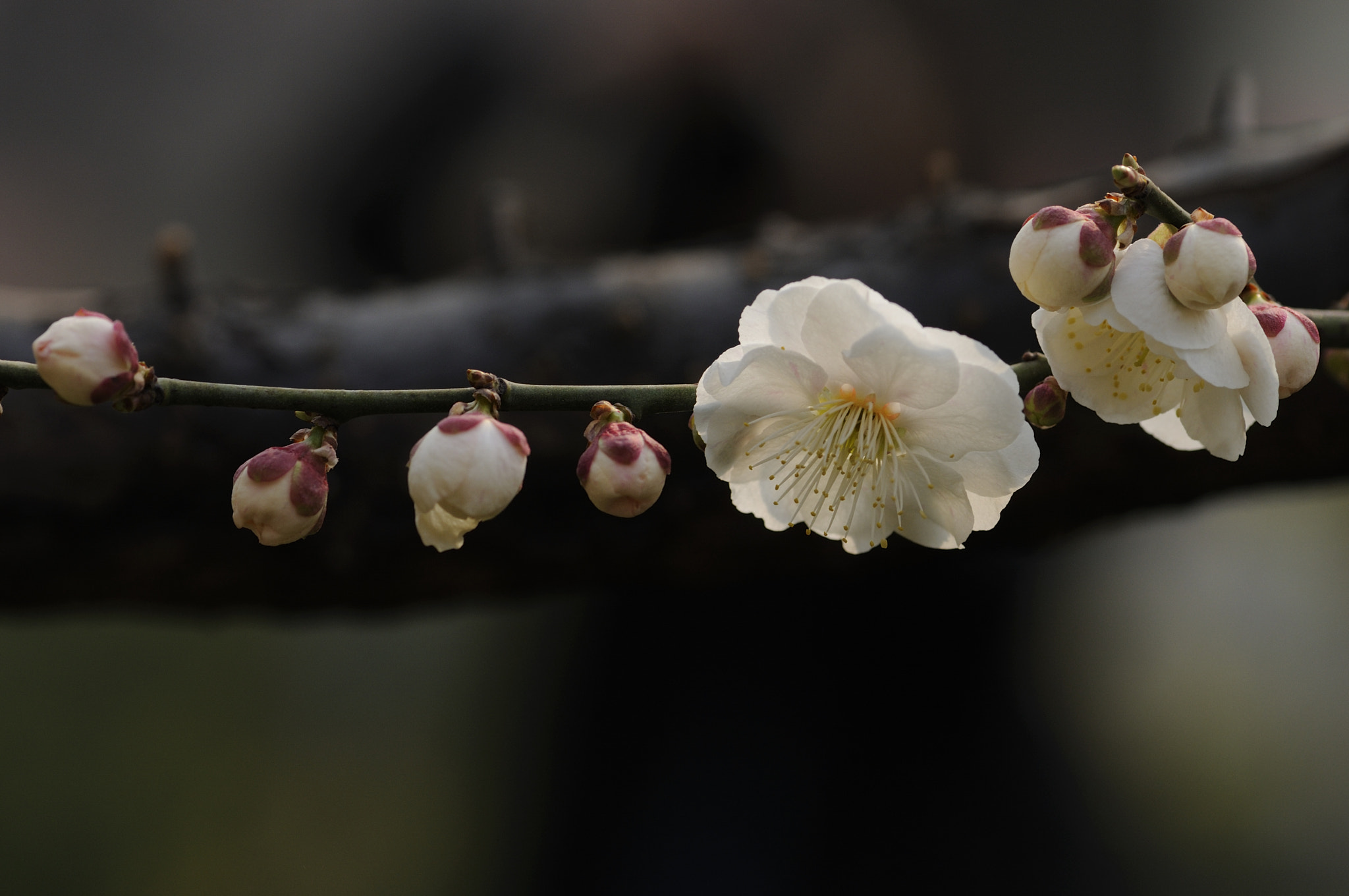 Nikon AF-S Micro-Nikkor 105mm F2.8G IF-ED VR sample photo. 梅花 photography
