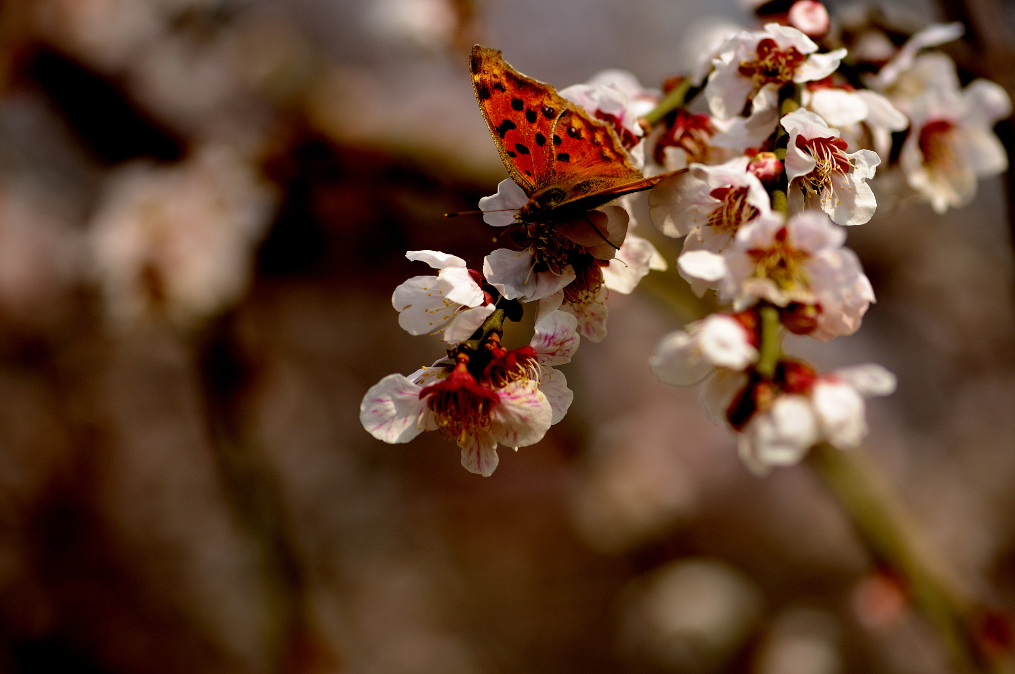 Nikon AF-S Micro-Nikkor 105mm F2.8G IF-ED VR sample photo. 梅花 photography