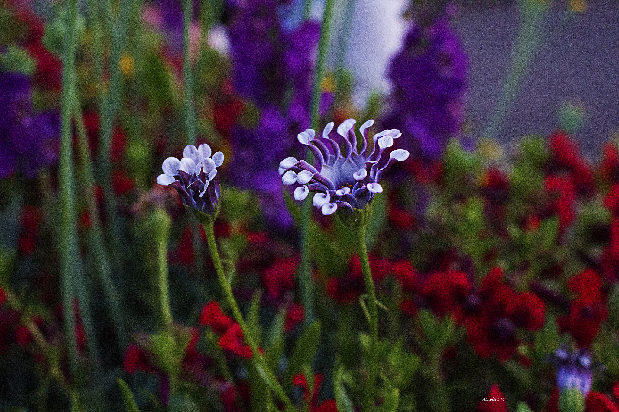 Canon EOS 60D sample photo. Tiny and lovely photography