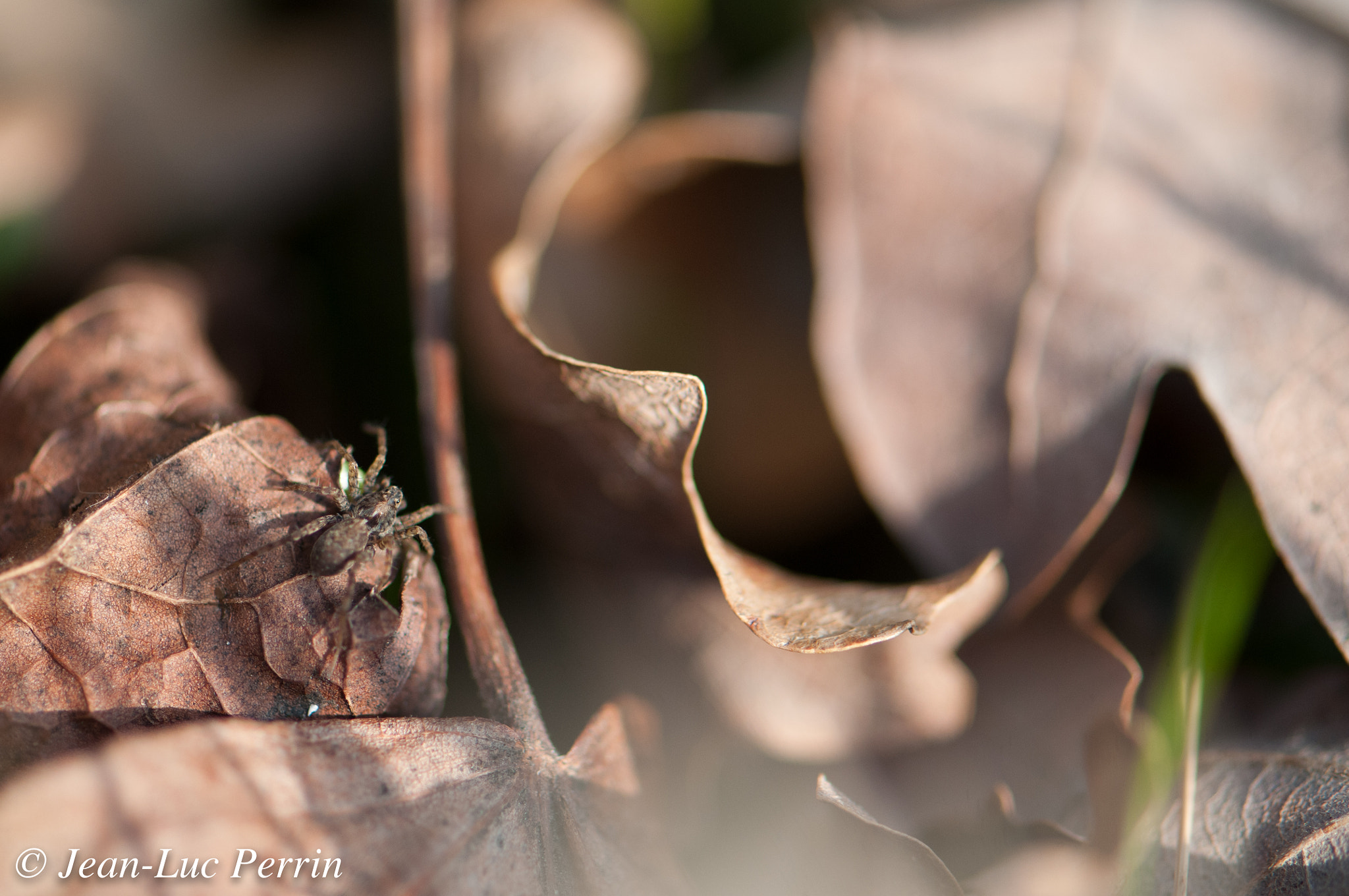 Nikon AF-S Micro-Nikkor 105mm F2.8G IF-ED VR sample photo. Araignée photography