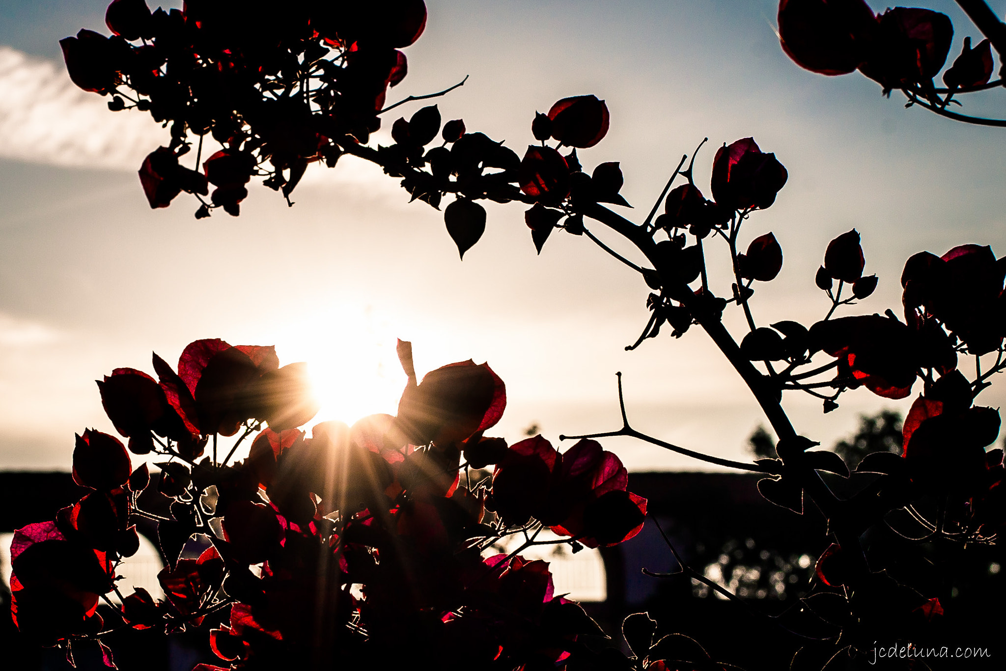 Canon EF 40mm F2.8 STM sample photo. Bougainvillea | sunrise photography