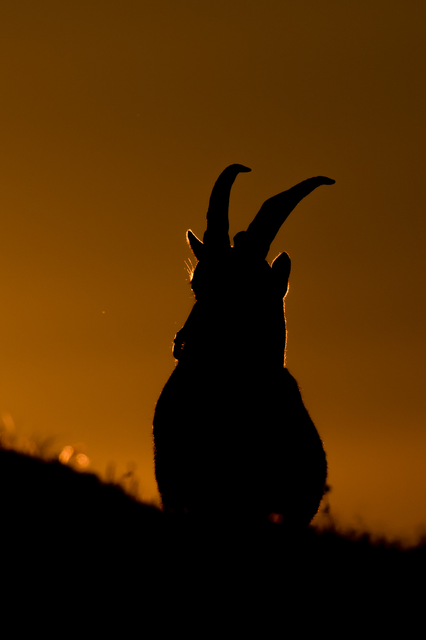Canon EF 500mm F4L IS USM sample photo. Ibex photography