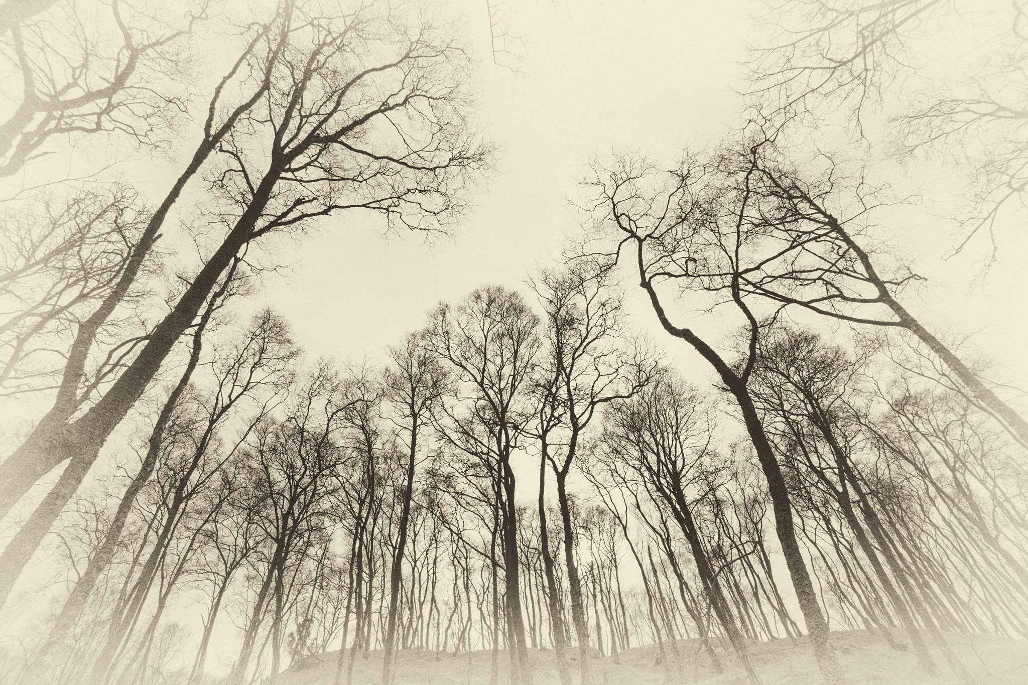Sony a6000 + Sony E 10-18mm F4 OSS sample photo. Songs from the wood photography