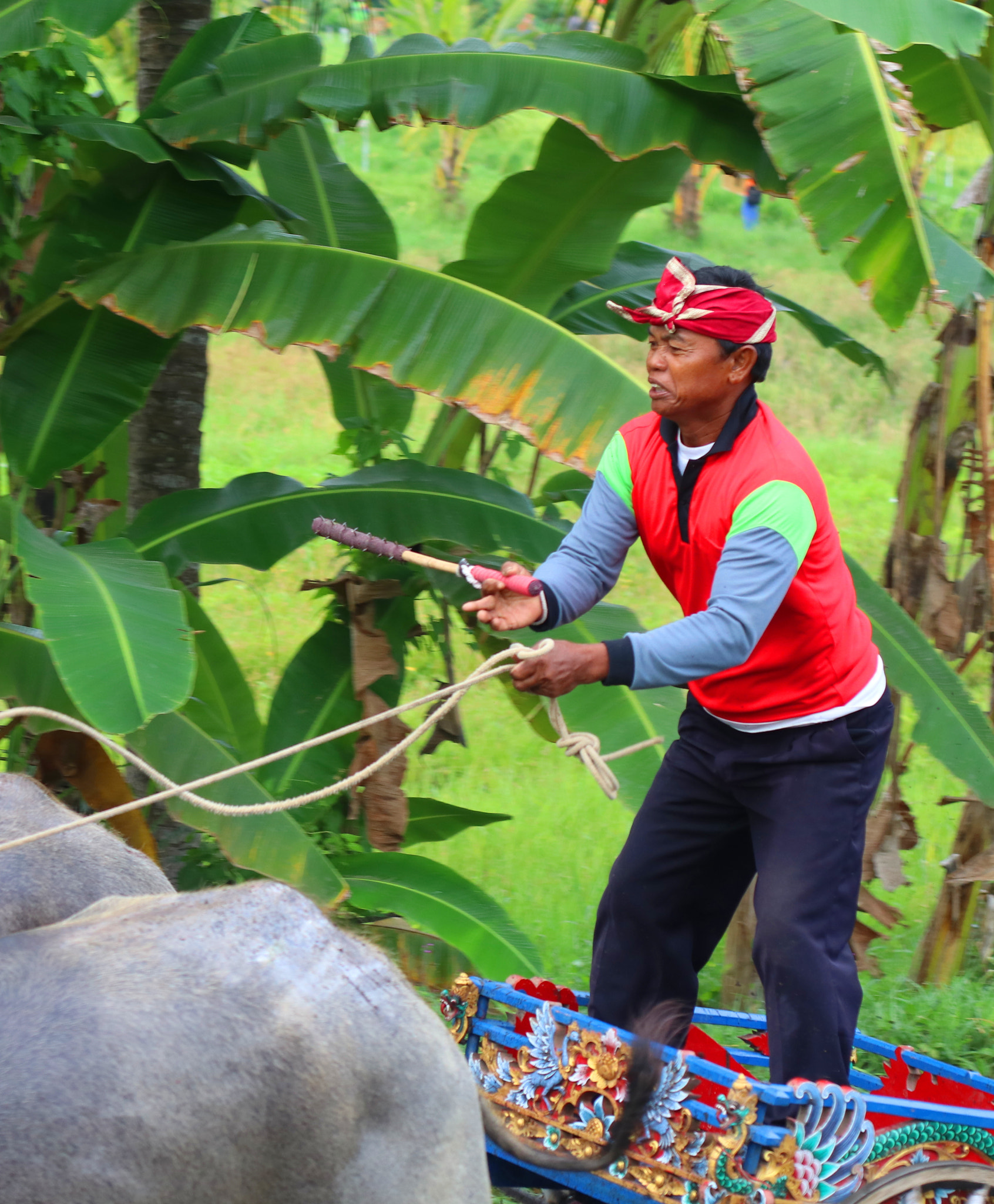 Canon EOS 80D + Canon EF 50mm F1.8 II sample photo. Makepung buffalo race photography