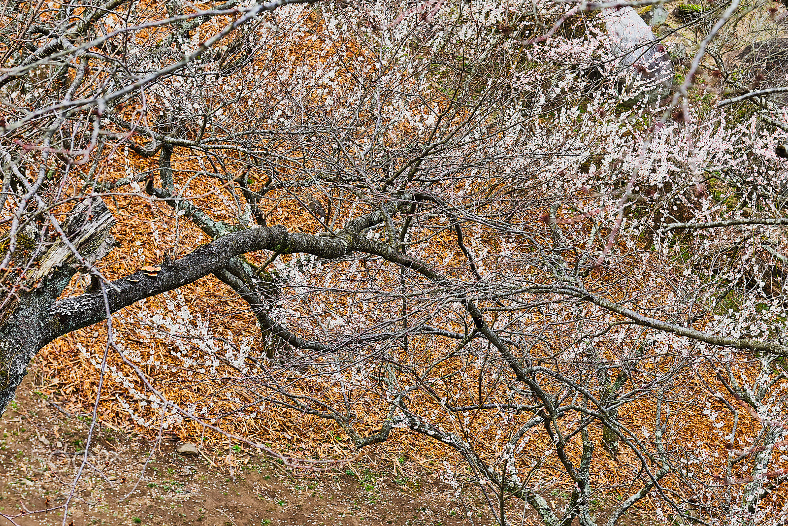Nikon D810 sample photo. Plum blossom photography