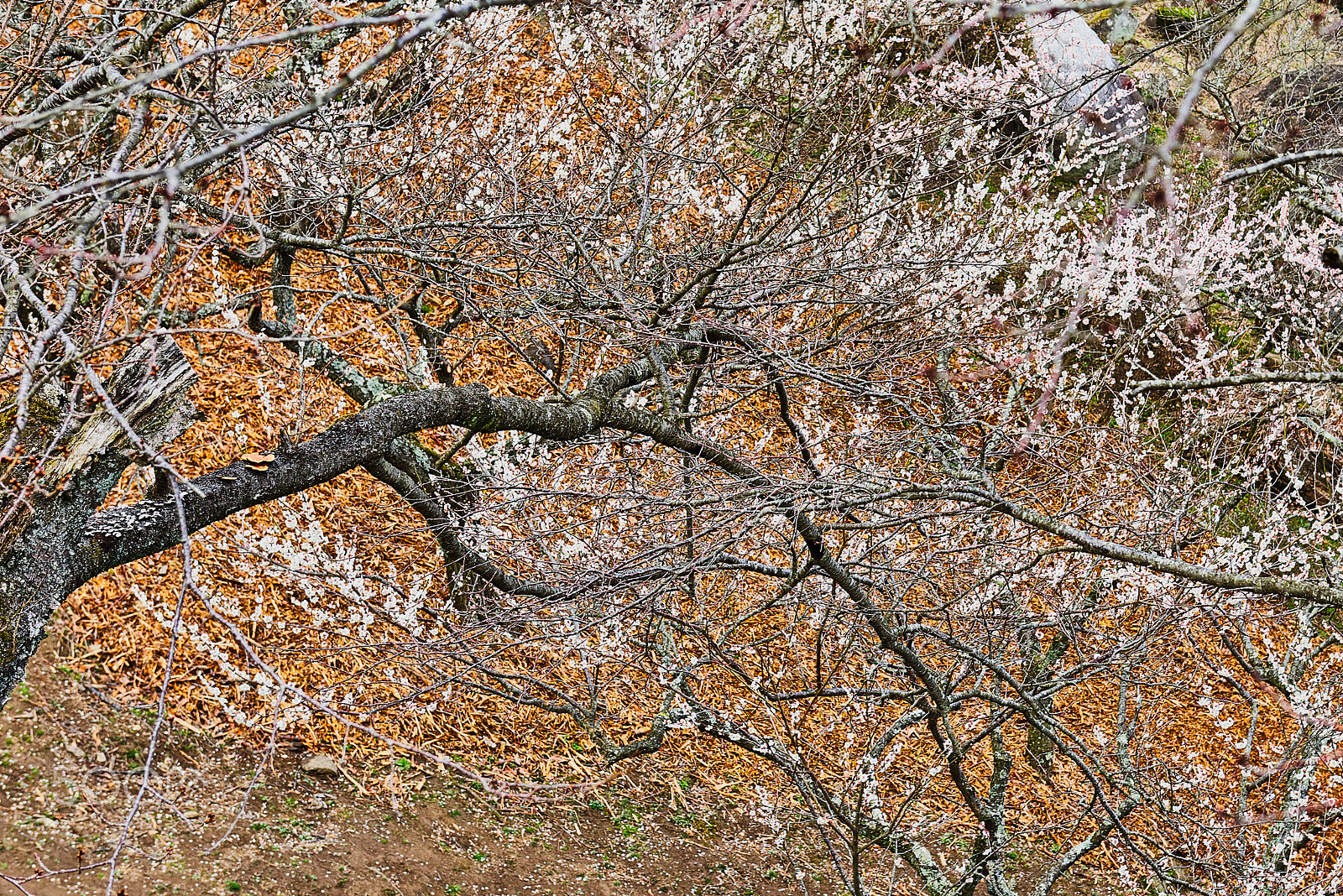 Nikon AF-S Nikkor 24-70mm F2.8G ED sample photo. Plum blossom photography
