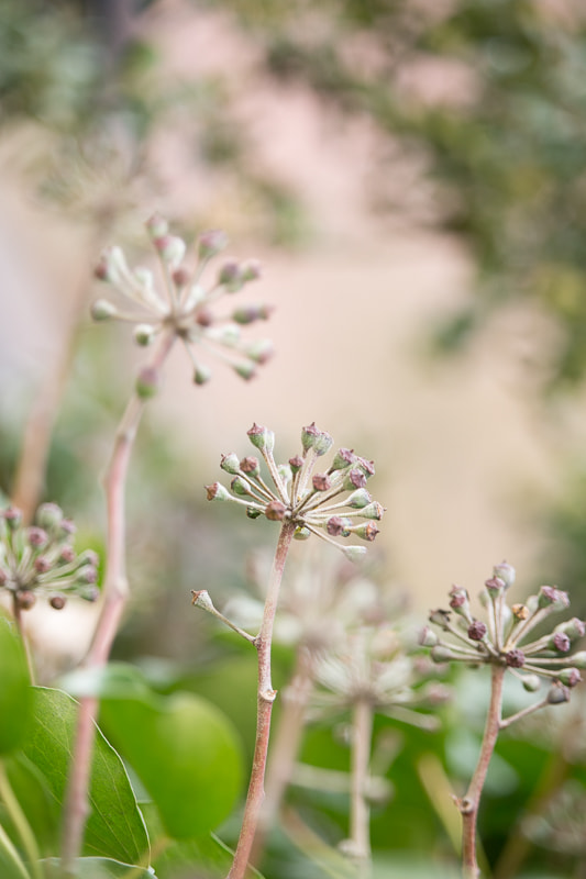 Canon EF-S 55-250mm F4-5.6 IS STM sample photo. Flowers photography
