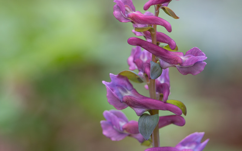Canon EF-S 55-250mm F4-5.6 IS STM sample photo. Flower photography