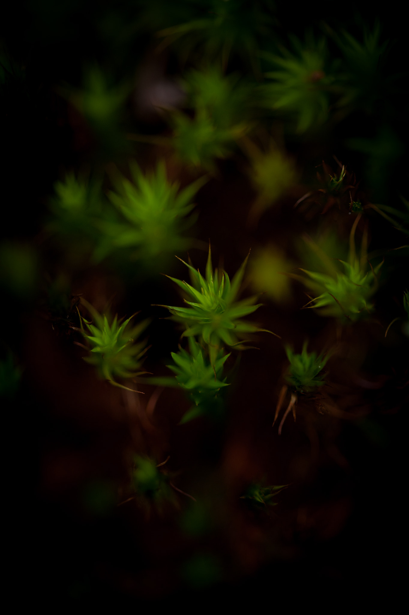 Sigma 105mm F2.8 EX DG OS HSM sample photo. Mousse photography