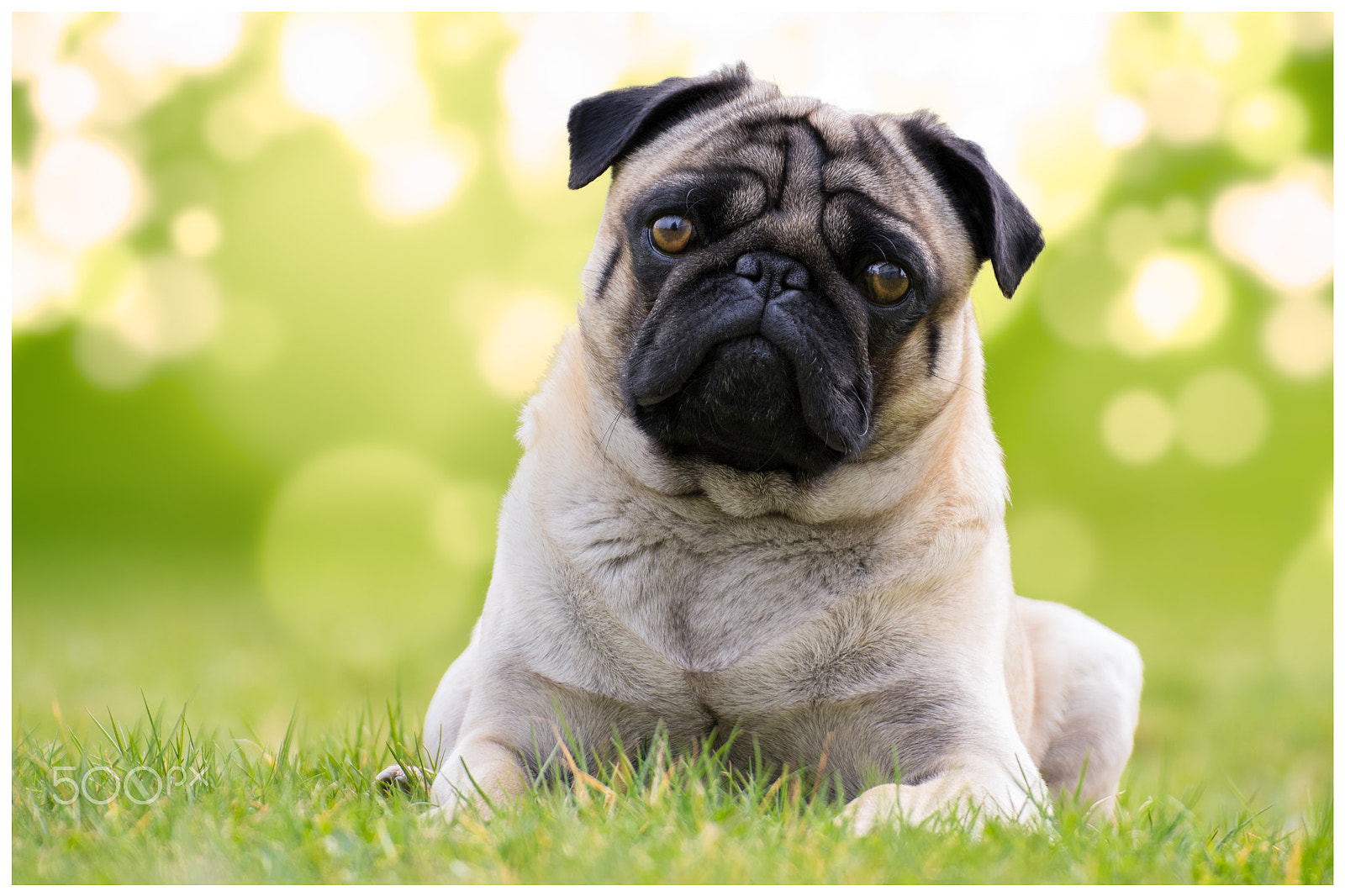 Nikon D500 sample photo. Pug portrait photography