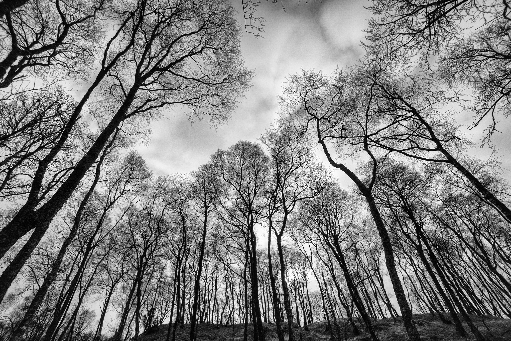 Sony a6000 + Sony E 10-18mm F4 OSS sample photo. Songs from the woods photography
