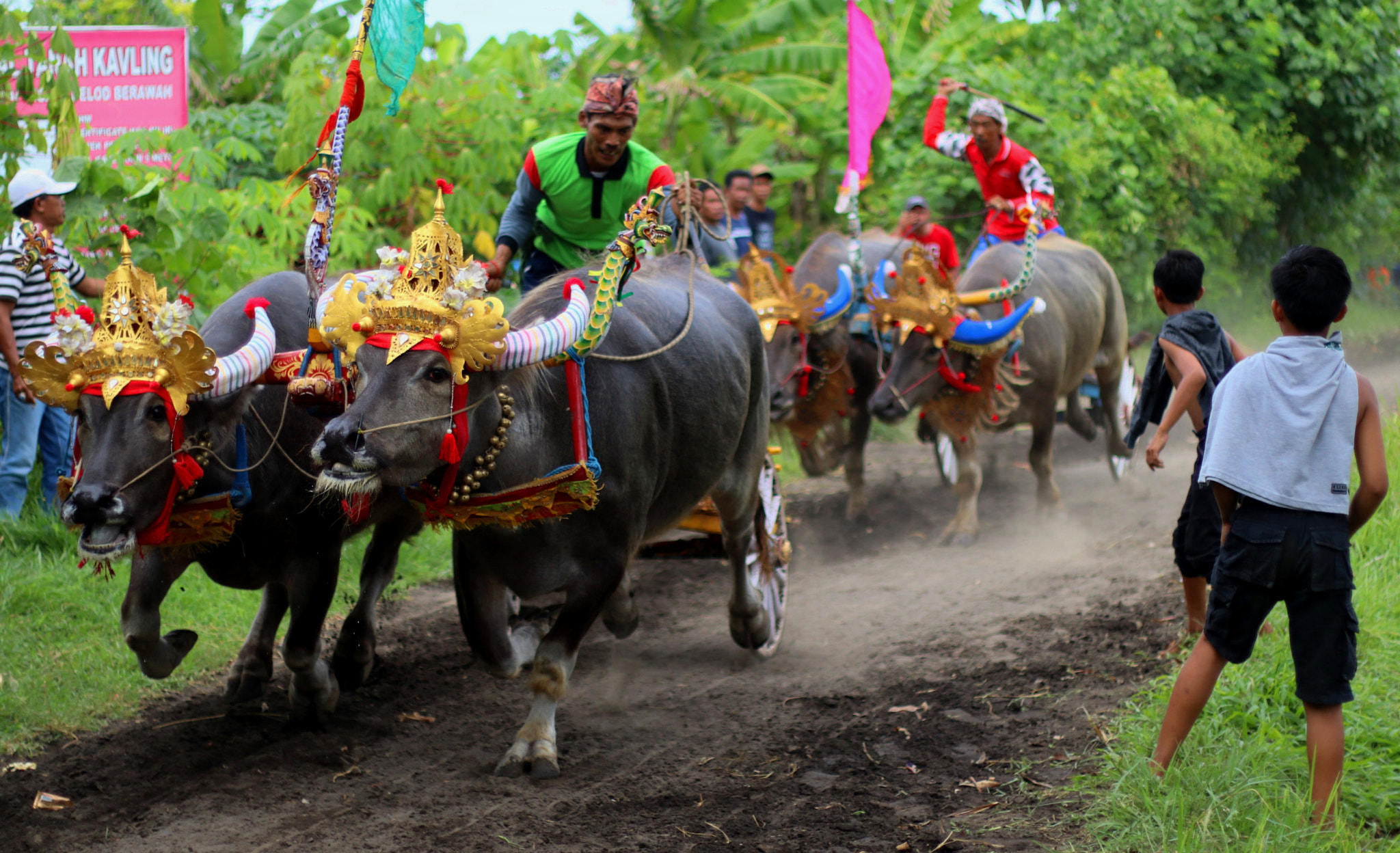 Canon EOS 80D + Canon EF 50mm F1.8 II sample photo. Makepung buffalo race photography