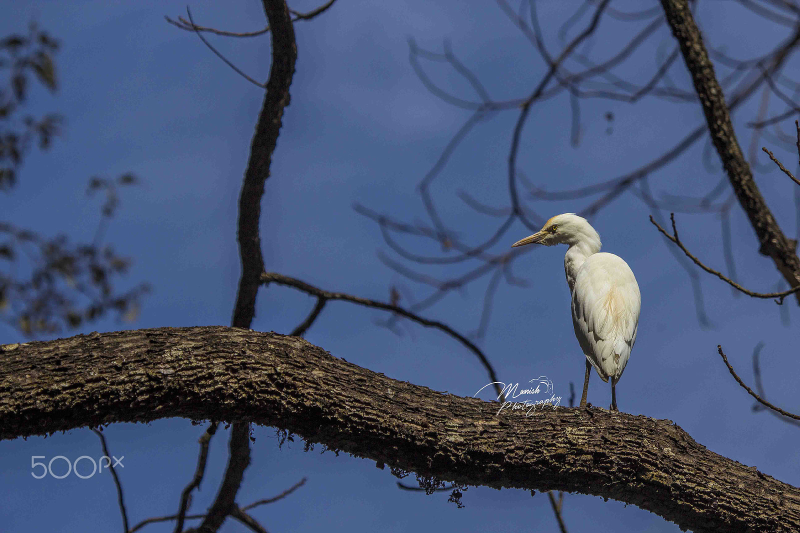 Canon EF 100-400mm F4.5-5.6L IS USM sample photo. Egret photography