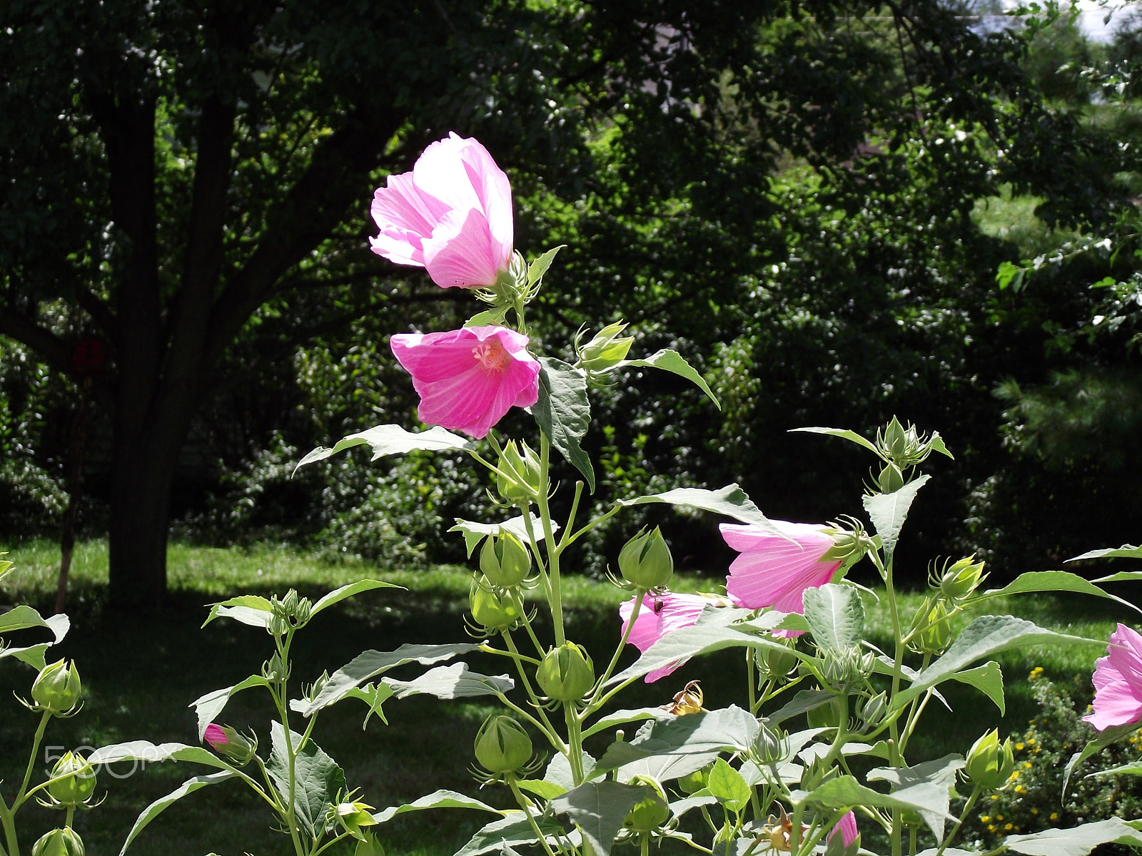 FujiFilm FinePix S1800 (FinePix S1880) sample photo. Pink summer flowers photography