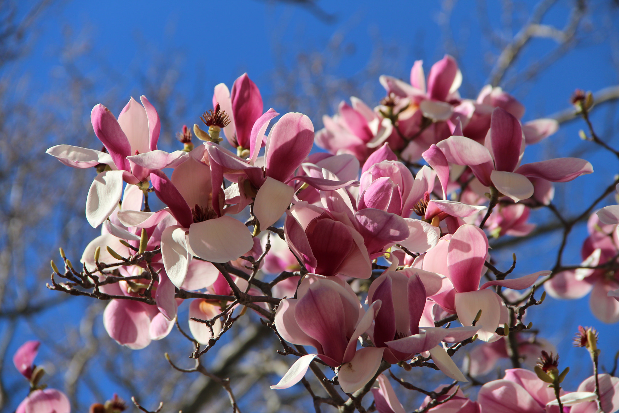 Canon EF-S 18-135mm F3.5-5.6 IS sample photo. Magnolia photography