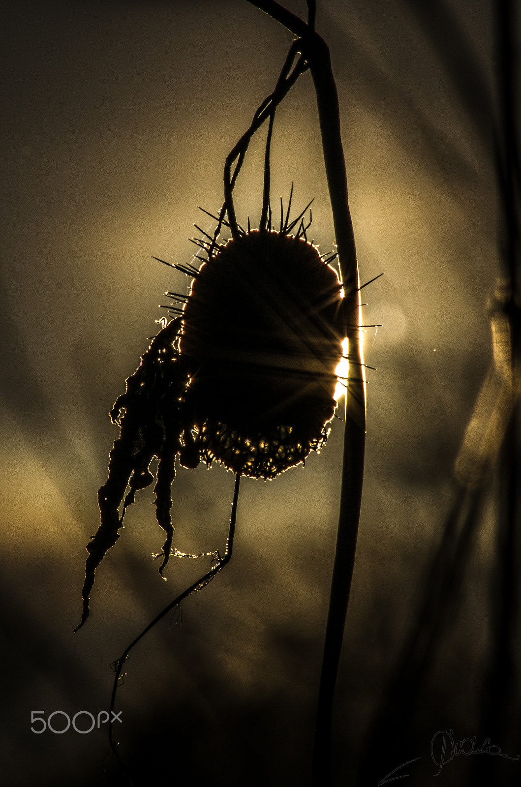 Pentax K-5 + Sigma sample photo. Napfogyatkozás photography