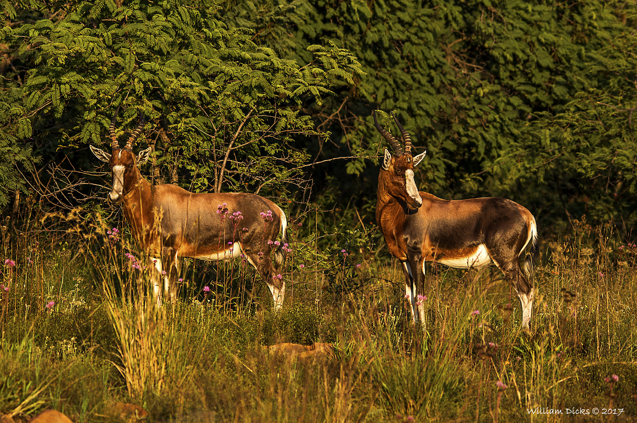 Tamron 80-300mm F3.5-6.3 sample photo. Two blesbucks photography