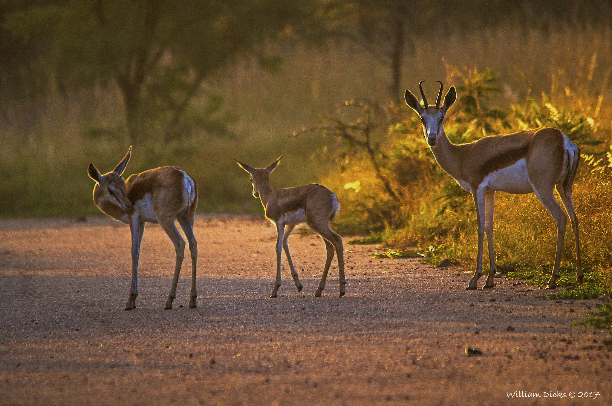 Sigma 150-500mm F5-6.3 DG OS HSM sample photo. Three springbucks photography