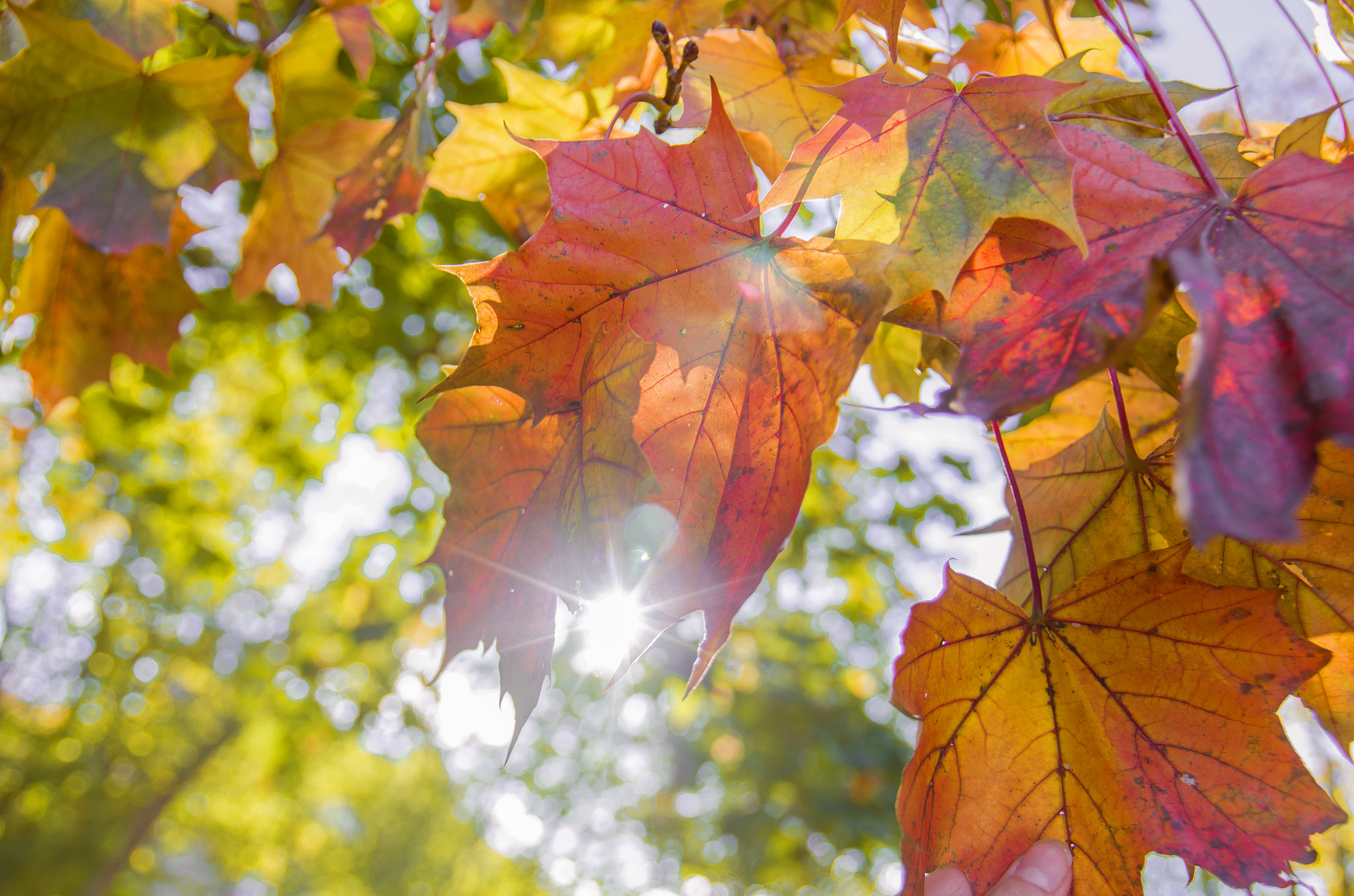 Pentax K-500 sample photo. Autumn colors photography