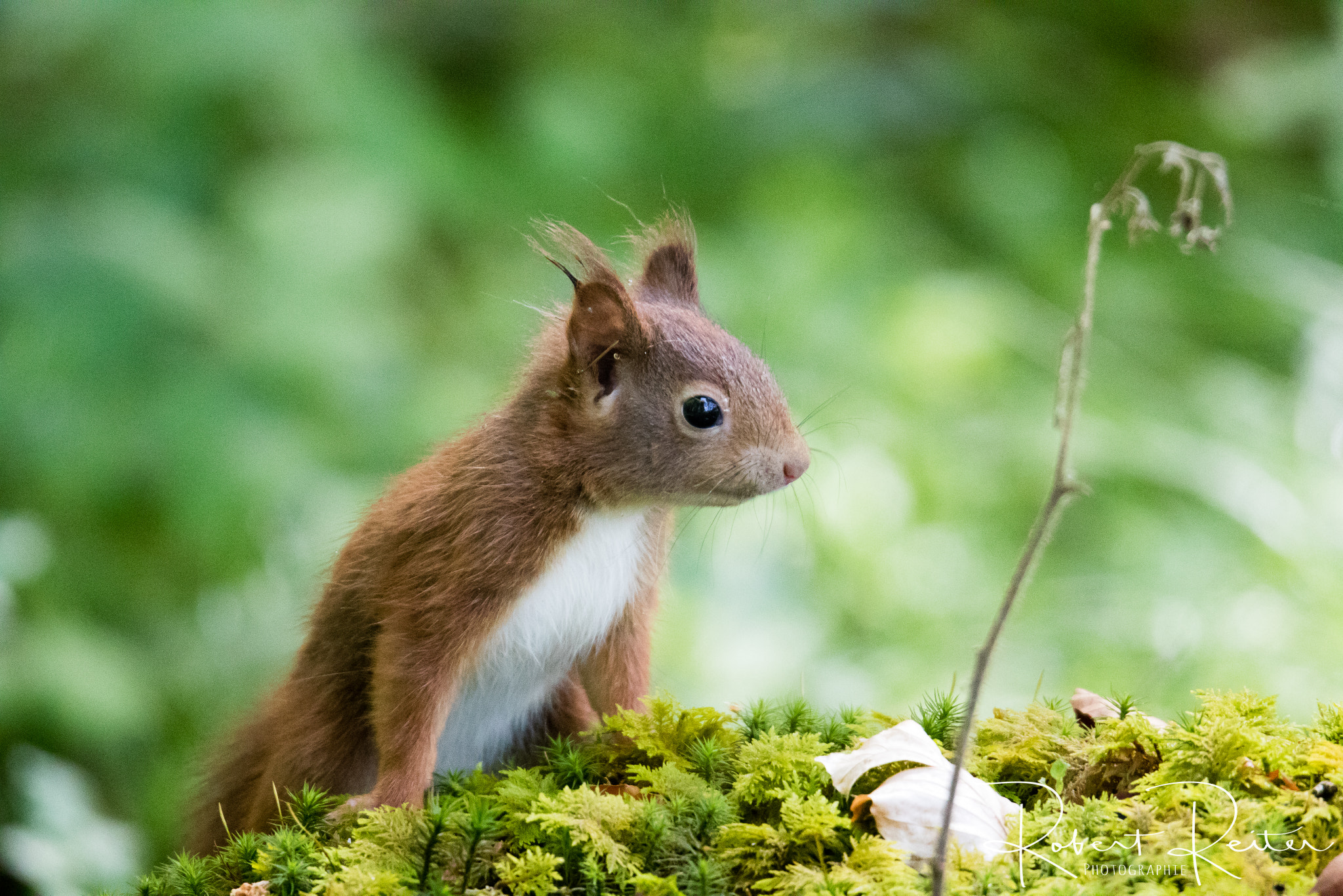 150-600mm F5-6.3 DG OS HSM | Sports 014 sample photo. Squirrel photography