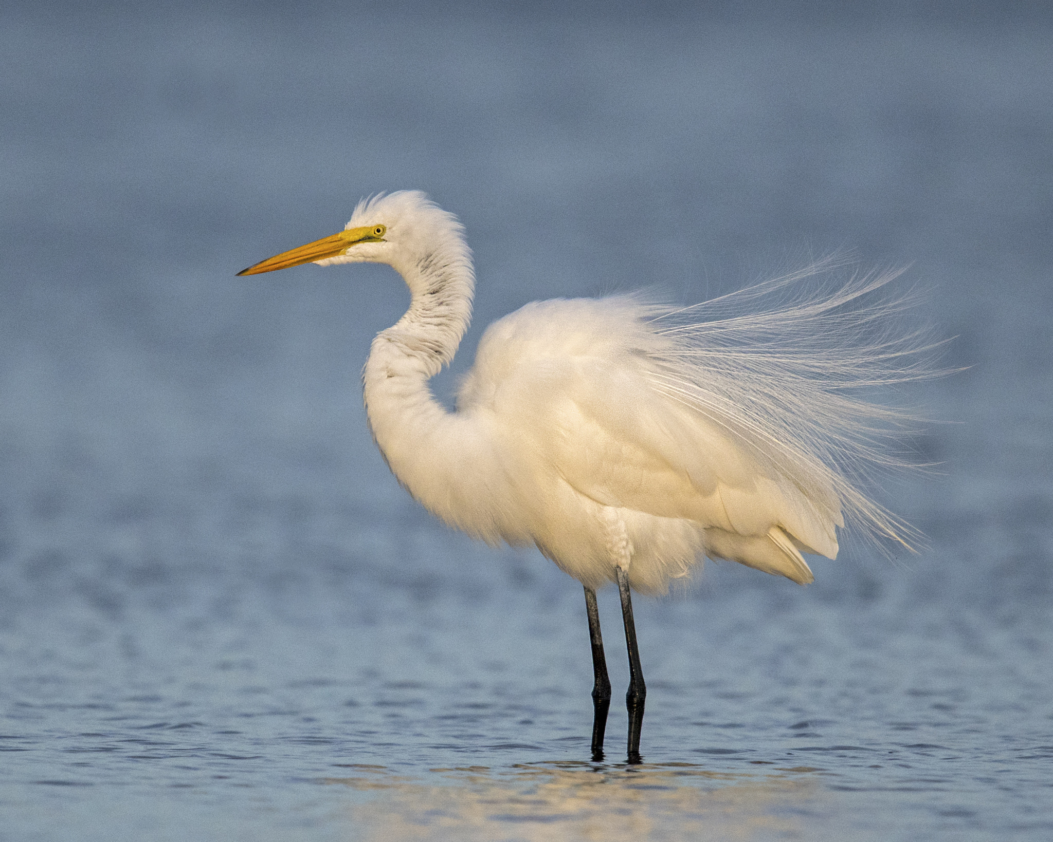 Nikon AF-S Nikkor 600mm F4G ED VR sample photo. Great egret- nonbreeding photography