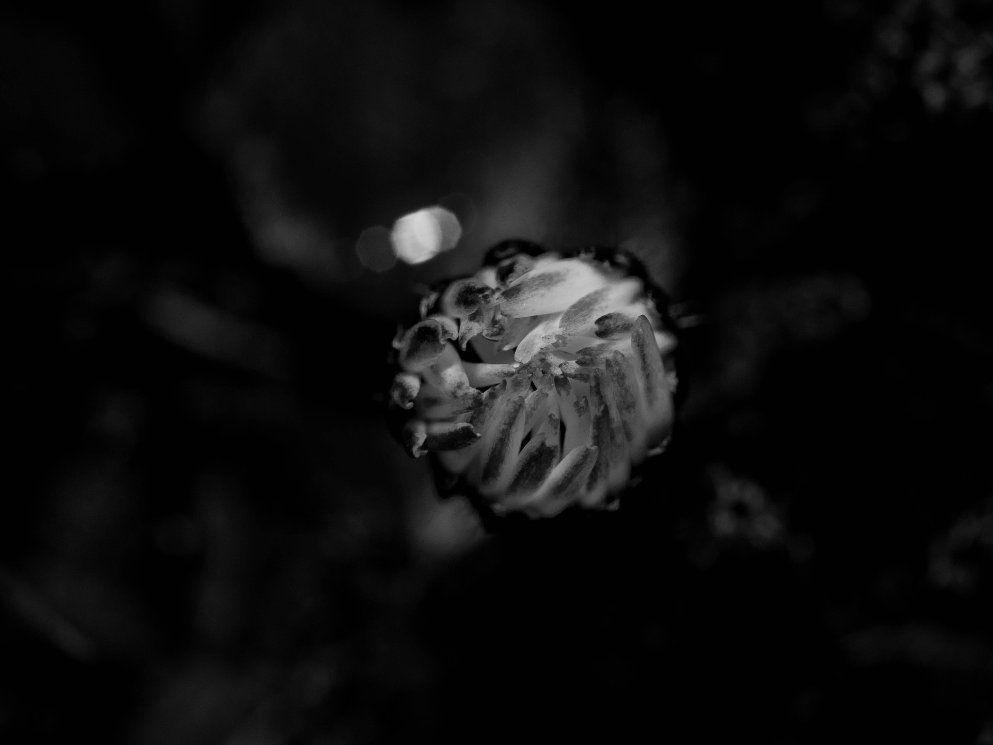 Canon EOS 750D (EOS Rebel T6i / EOS Kiss X8i) sample photo. Flower photography