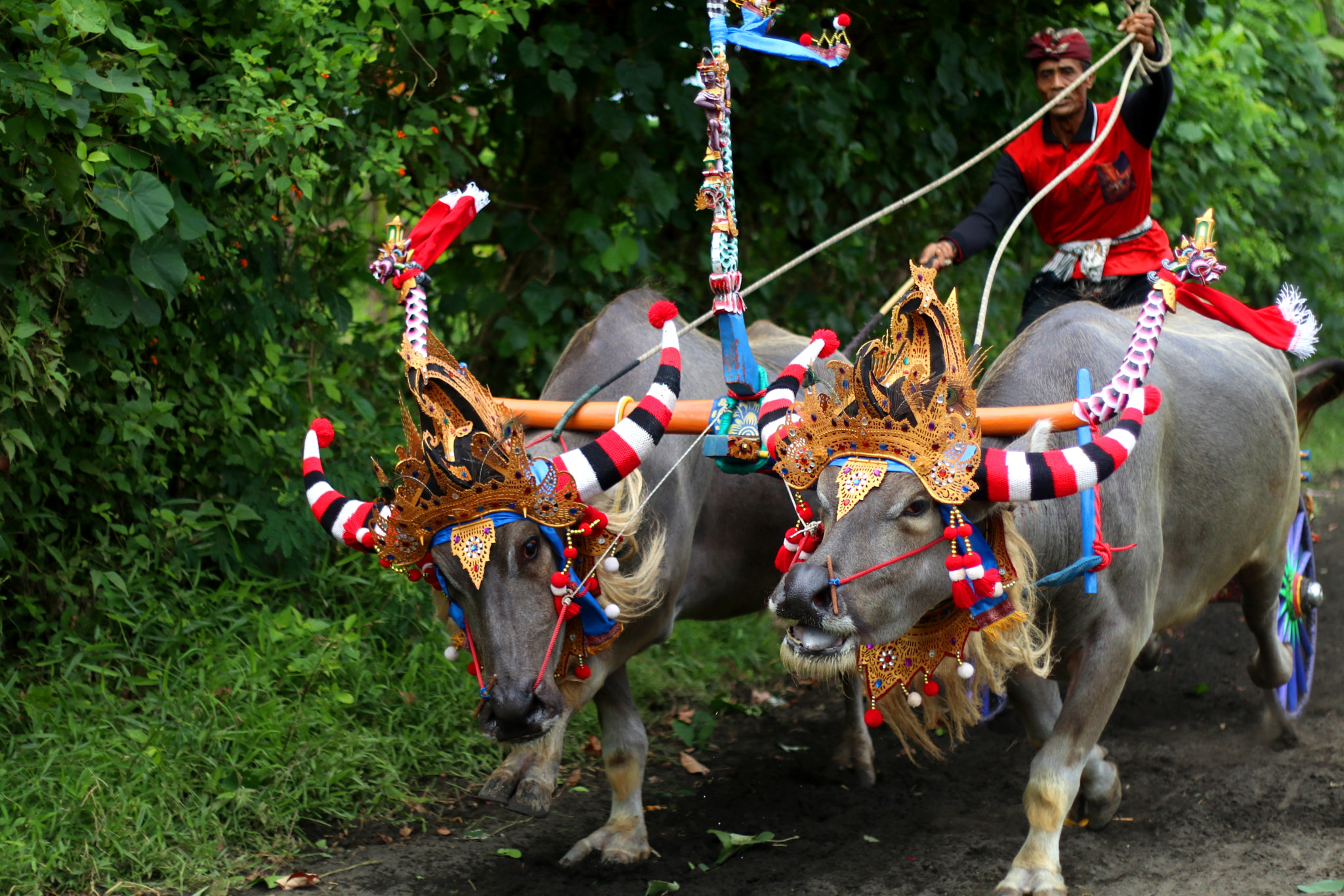 Canon EOS 80D + Canon EF 50mm F1.8 II sample photo. Makepung buffalo race photography
