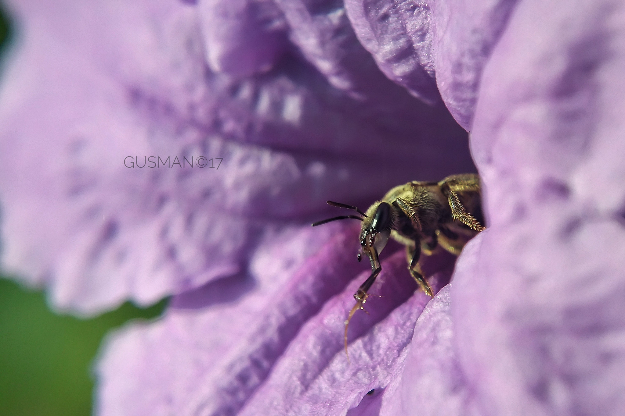 Xiaomi MI4 sample photo