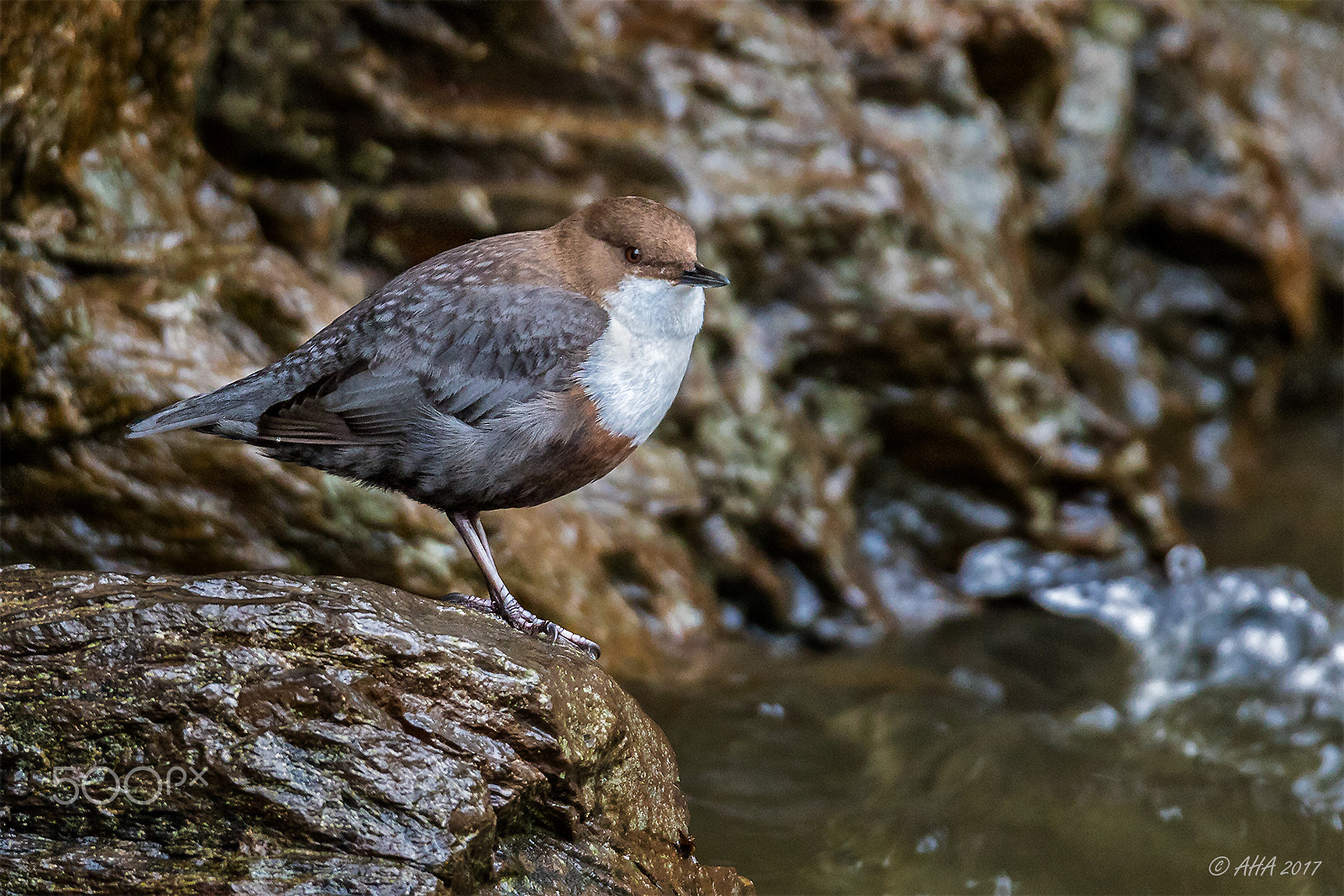 Canon EOS 7D Mark II sample photo. White-throated dipper photography