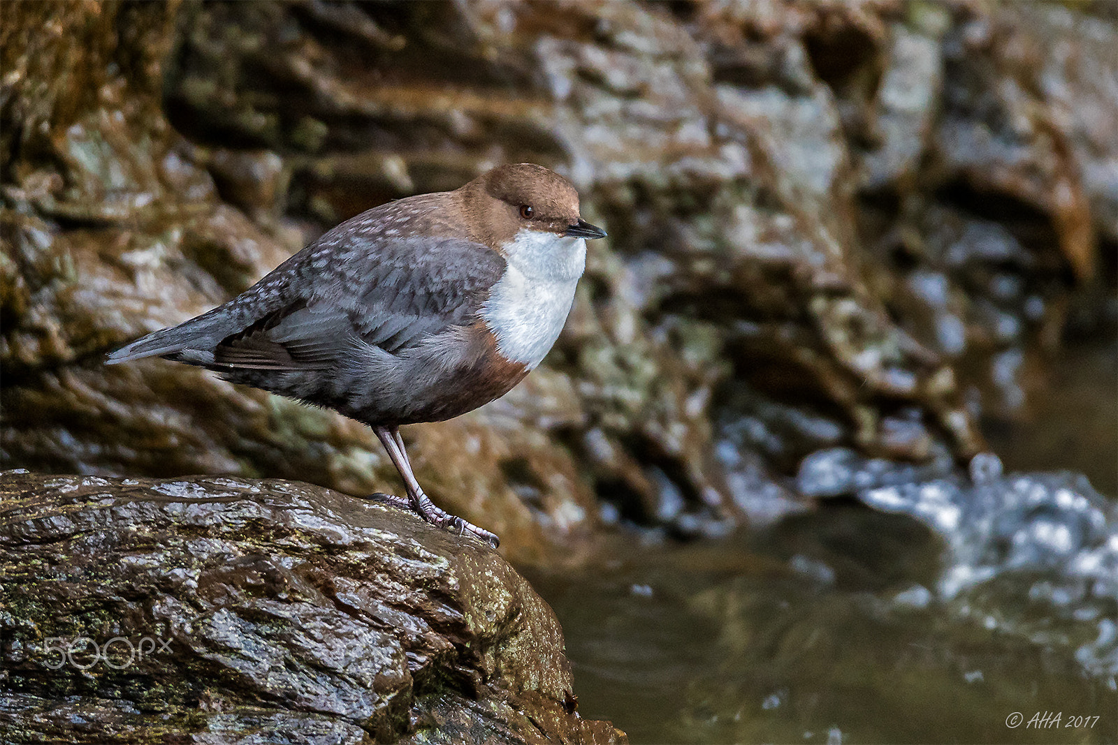 150-600mm F5-6.3 DG OS HSM | Sports 014 sample photo. White-throated dipper photography
