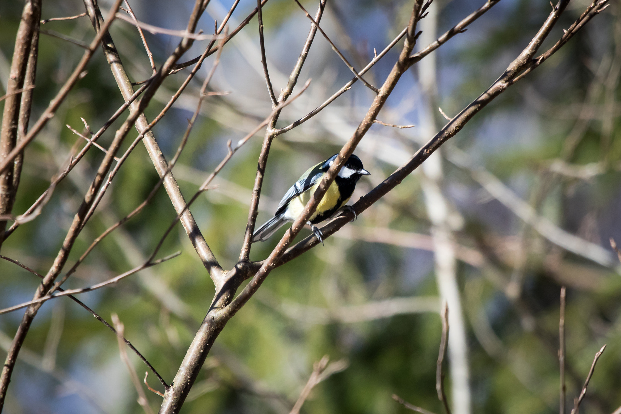 Canon EF 100-400mm F4.5-5.6L IS USM sample photo. Talgoxe photography