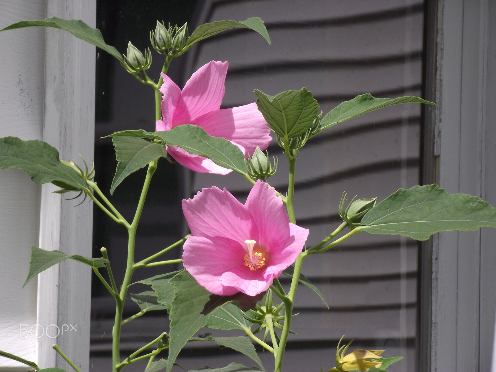 FujiFilm FinePix S1800 (FinePix S1880) sample photo. Closeup pink summer flowers photography