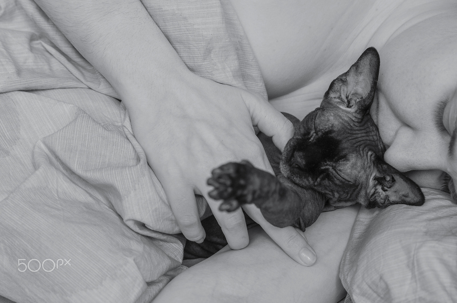 Nikon D7000 + Sigma 50mm F2.8 EX DG Macro sample photo. Sleepy kitty photography
