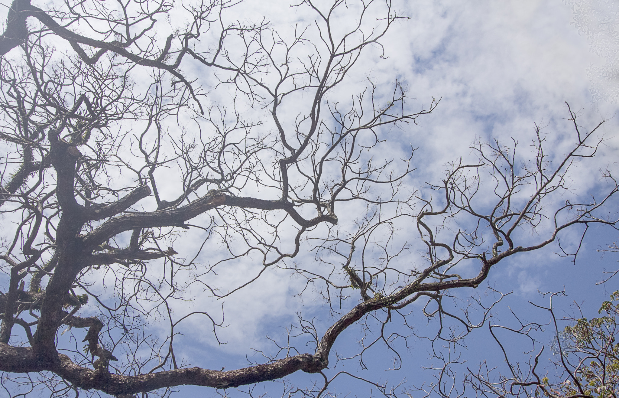 Canon EF-S 10-22mm F3.5-4.5 USM sample photo. 龍田苦練, beadtree at longtian, 20150222 photography
