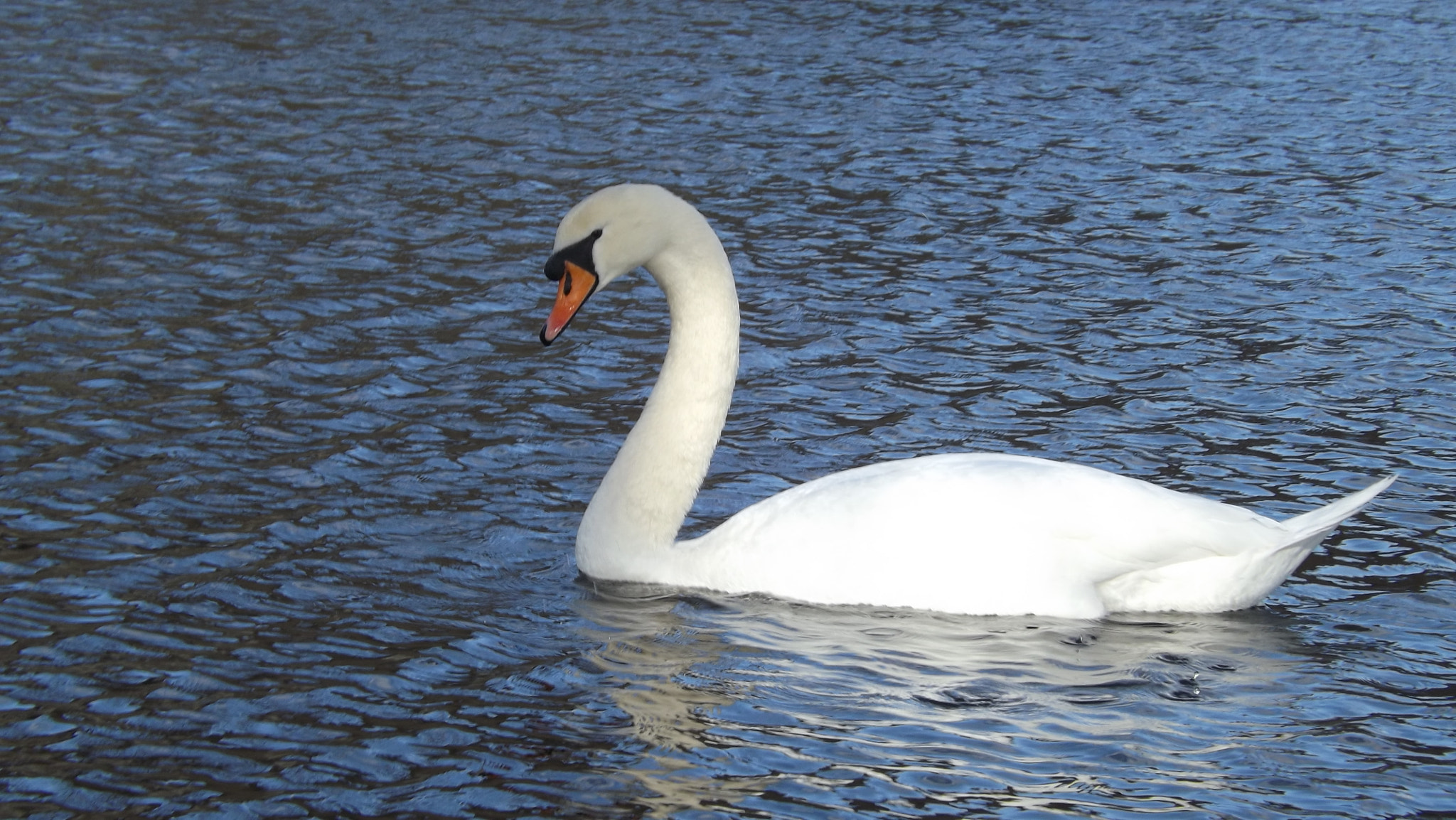 Fujifilm FinePix S4300 sample photo. More swans photography