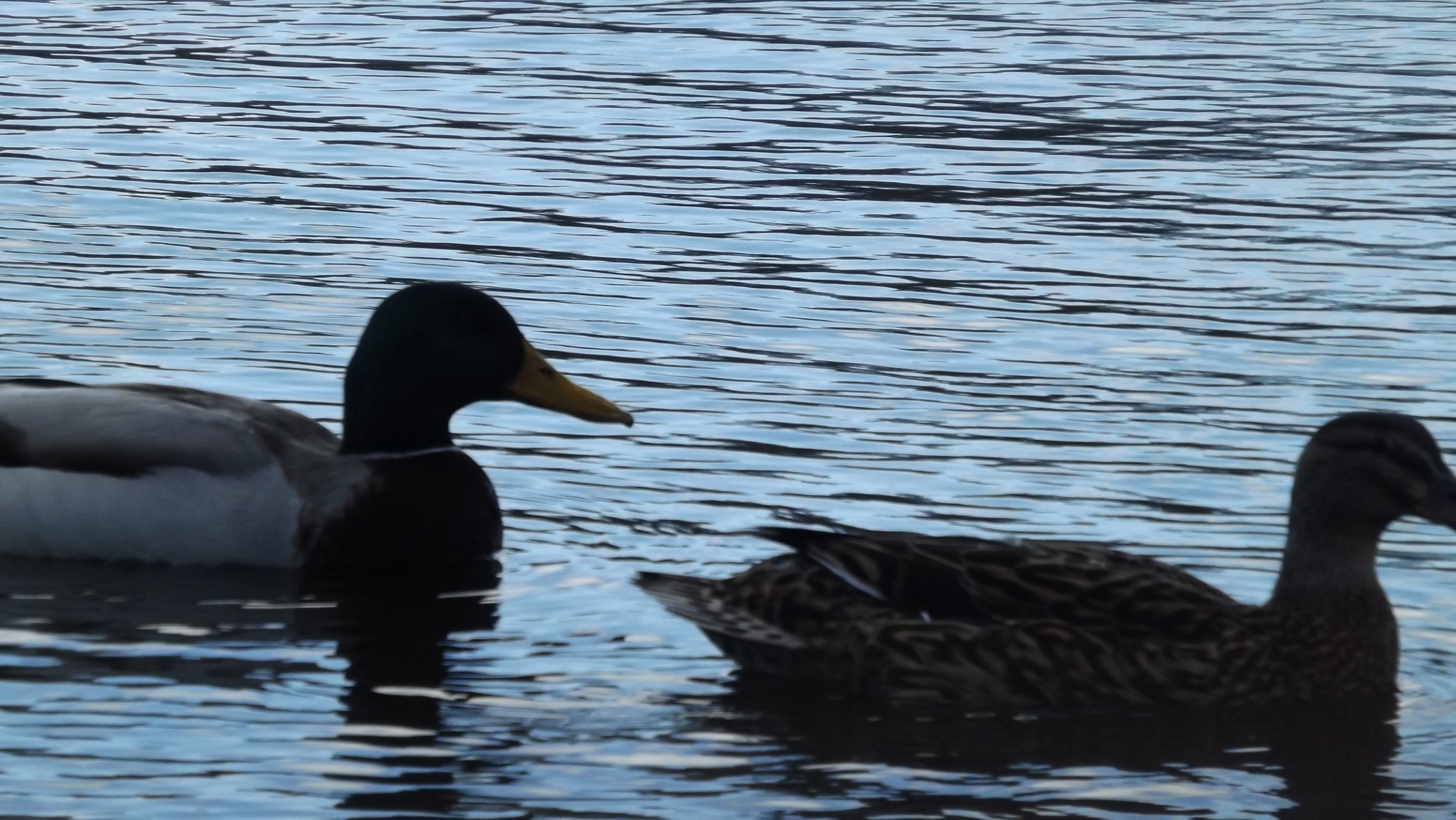 Fujifilm FinePix S4300 sample photo. Ducks photography