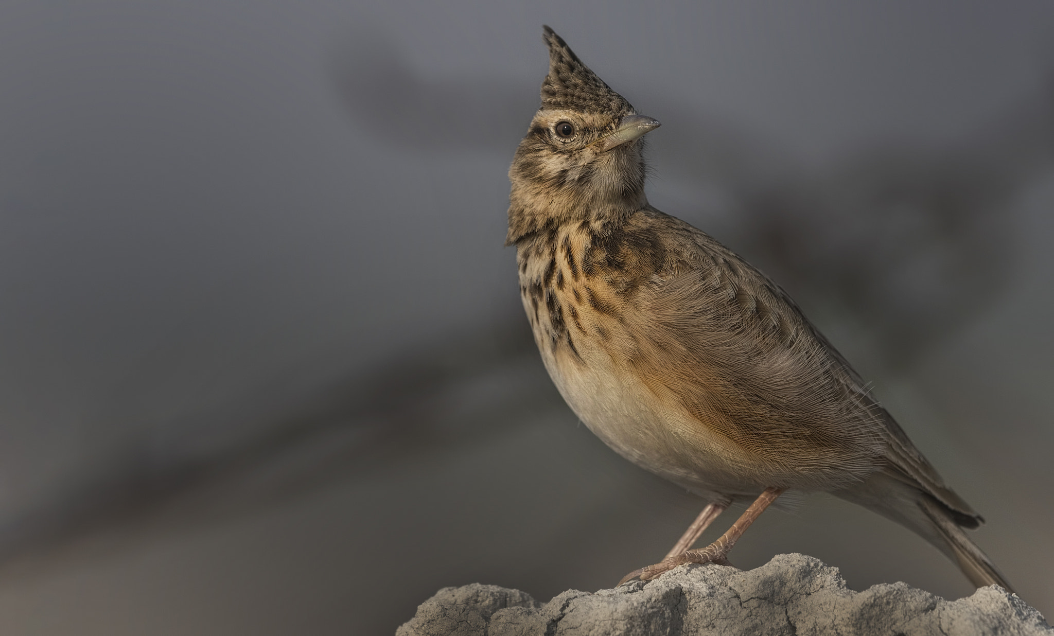 Nikon D750 + Nikon AF-S Nikkor 500mm F4G ED VR sample photo. Crested lark photography