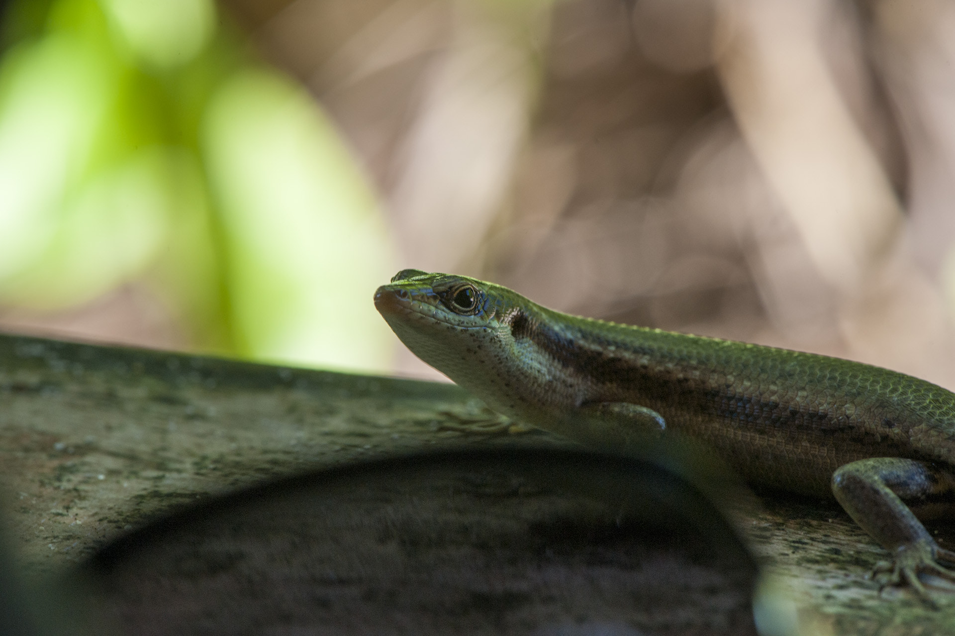Nikon AF-S Micro-Nikkor 105mm F2.8G IF-ED VR sample photo. Earth life photographie joachim j weiler photography