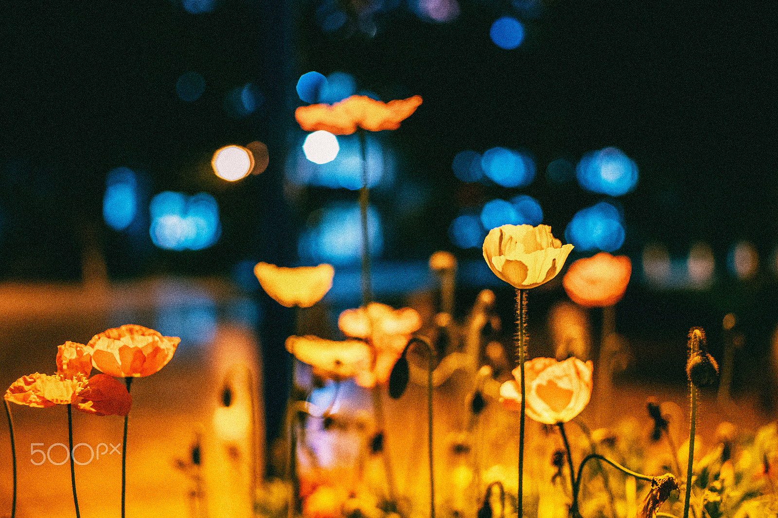 Pentax K-1 sample photo. Corn poppy under the streetlight photography