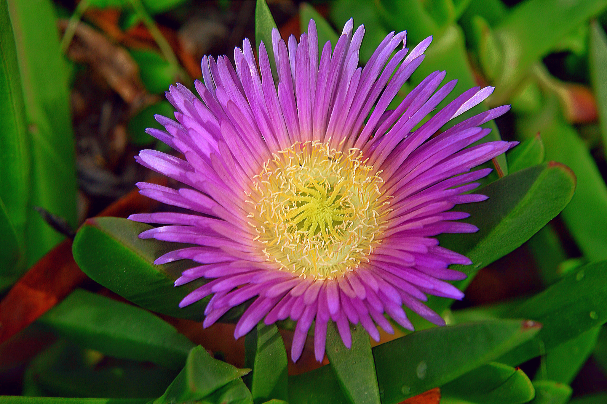 AF Zoom-Nikkor 35-105mm f/3.5-4.5D sample photo. Flower photography