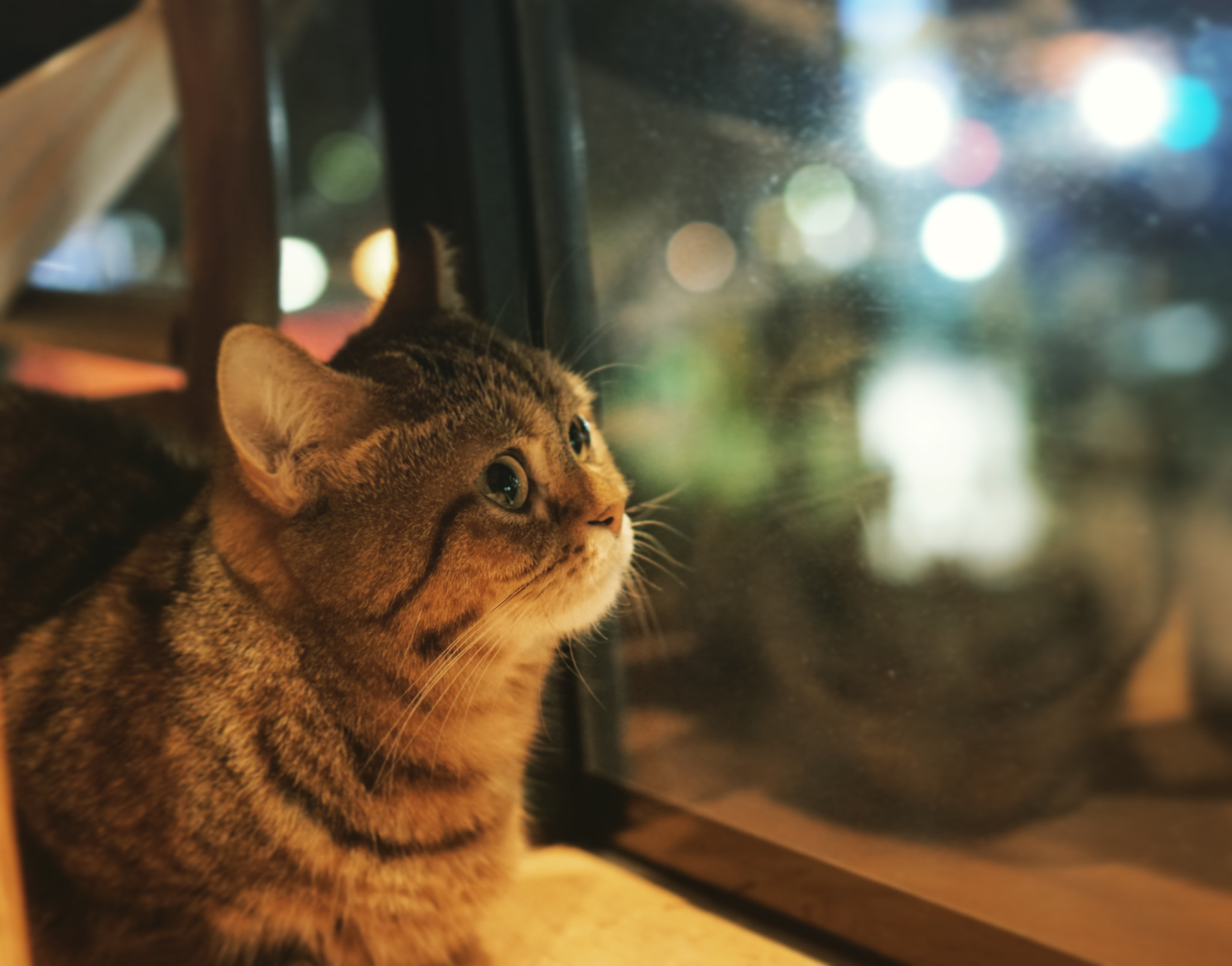 Sony a6000 + Sony E 35mm F1.8 OSS sample photo. Cat cat cat! photography