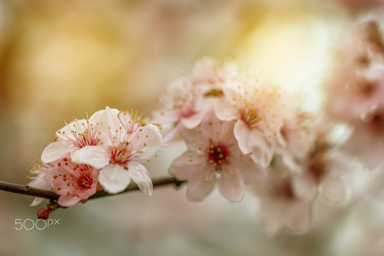 Canon EF 100mm F2.8L Macro IS USM sample photo. Spring border or background art with pink blossom photography