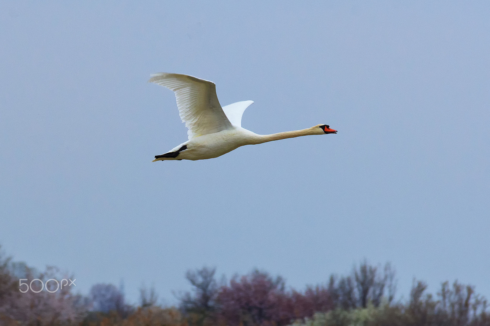 Nikon D7200 + Tamron SP AF 70-200mm F2.8 Di LD (IF) MACRO sample photo. Mute swan (cigno reale) photography