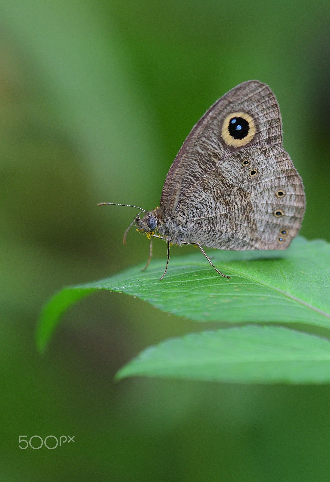 Nikon Nikkor AF-S 300mm F4E PF ED VR sample photo. Butterfly photography