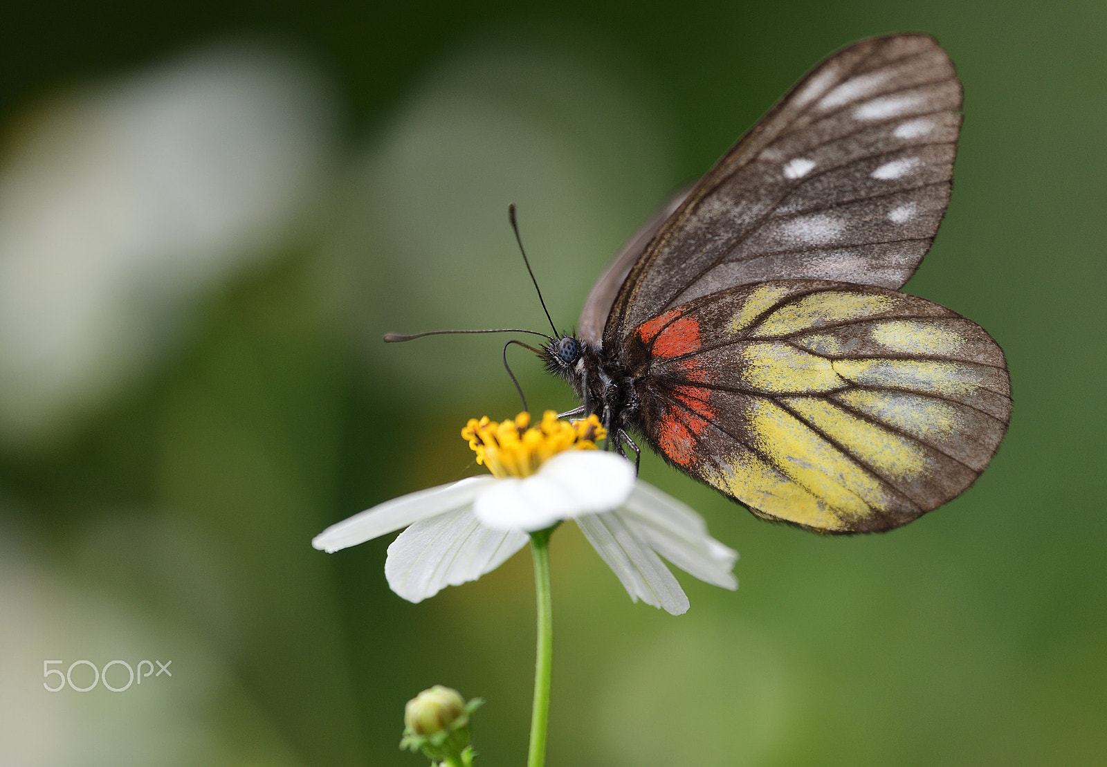 Nikon Nikkor AF-S 300mm F4E PF ED VR sample photo. Butterfly photography