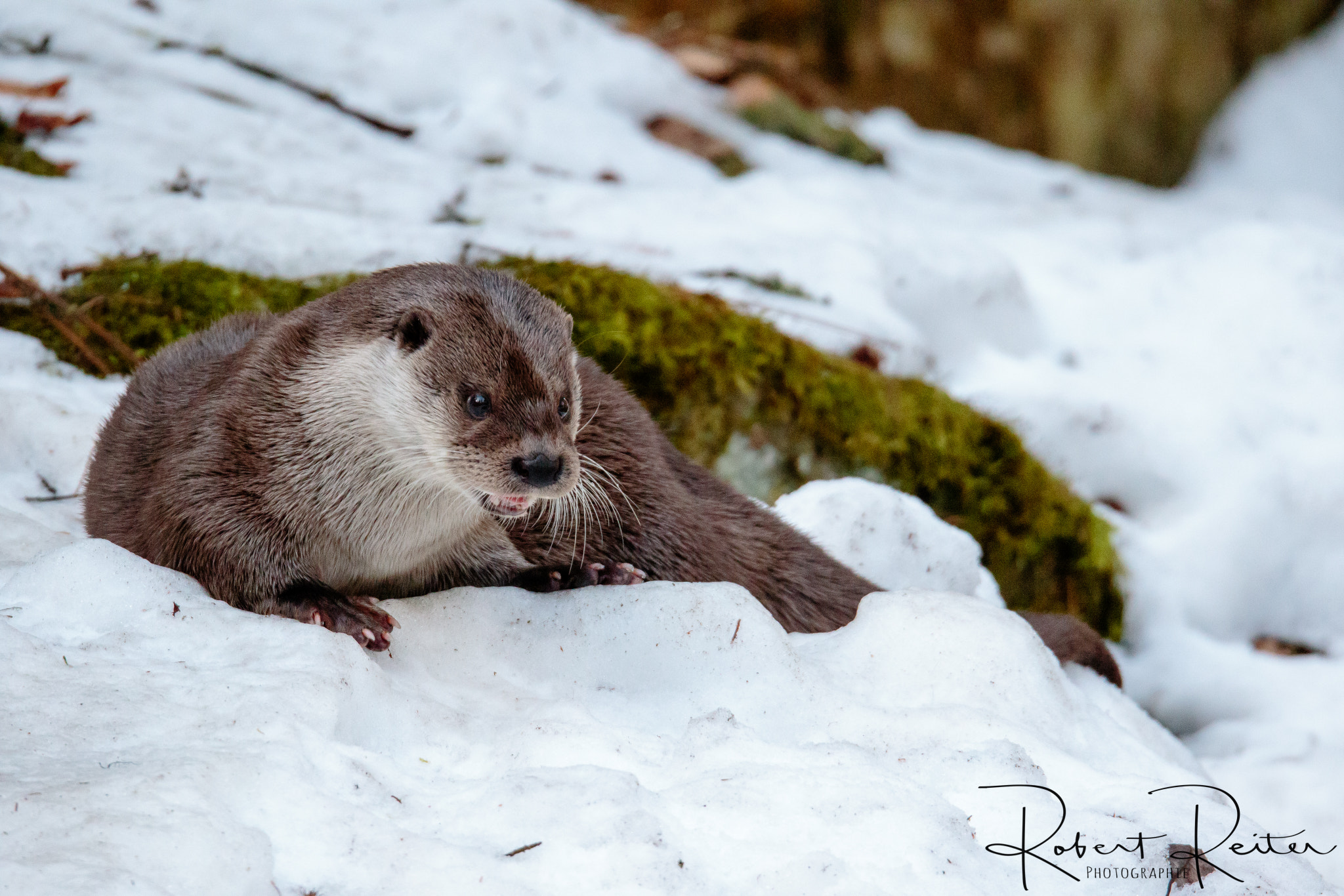 150-600mm F5-6.3 DG OS HSM | Sports 014 sample photo. Otter photography