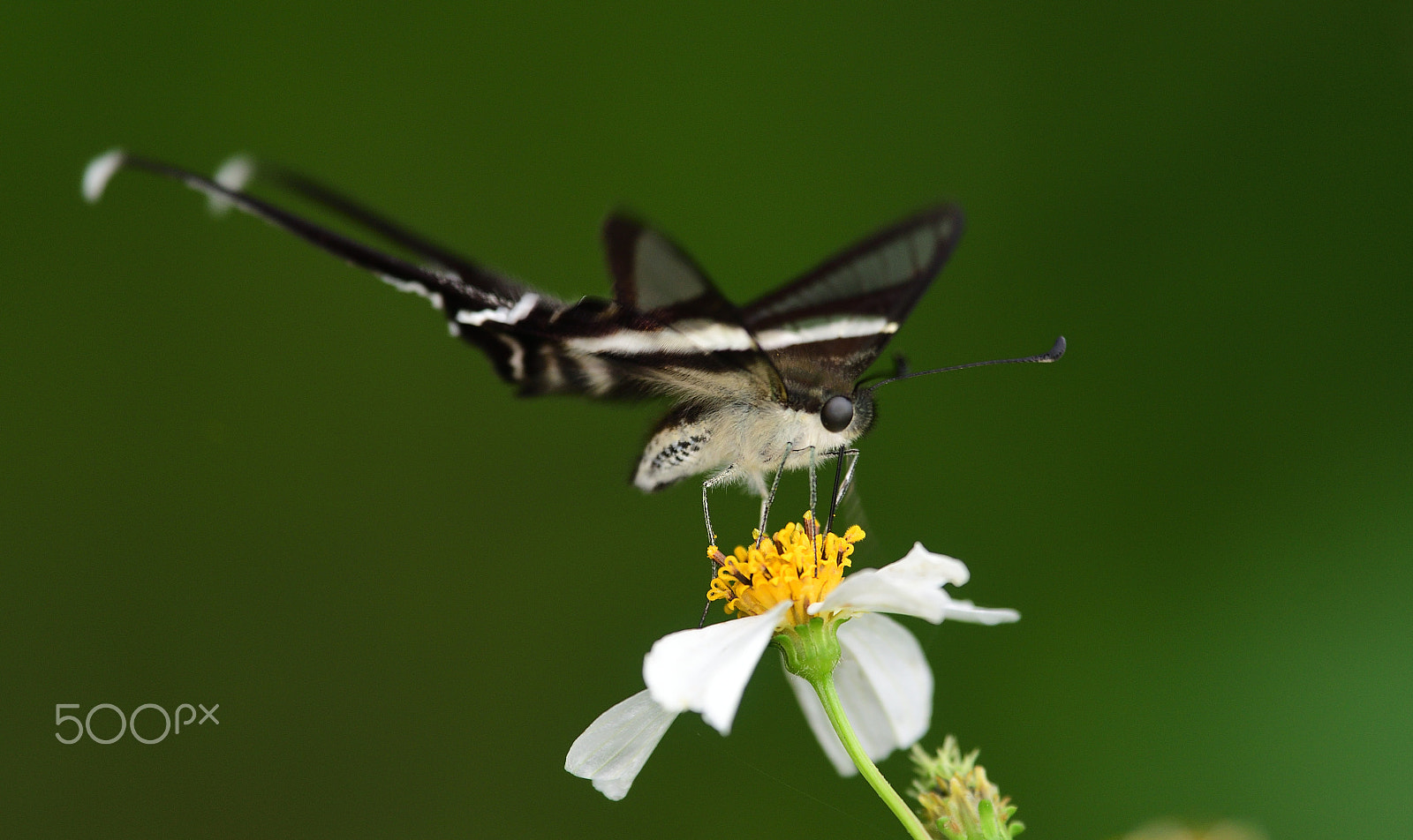 Nikon Nikkor AF-S 300mm F4E PF ED VR sample photo. Butterfly photography