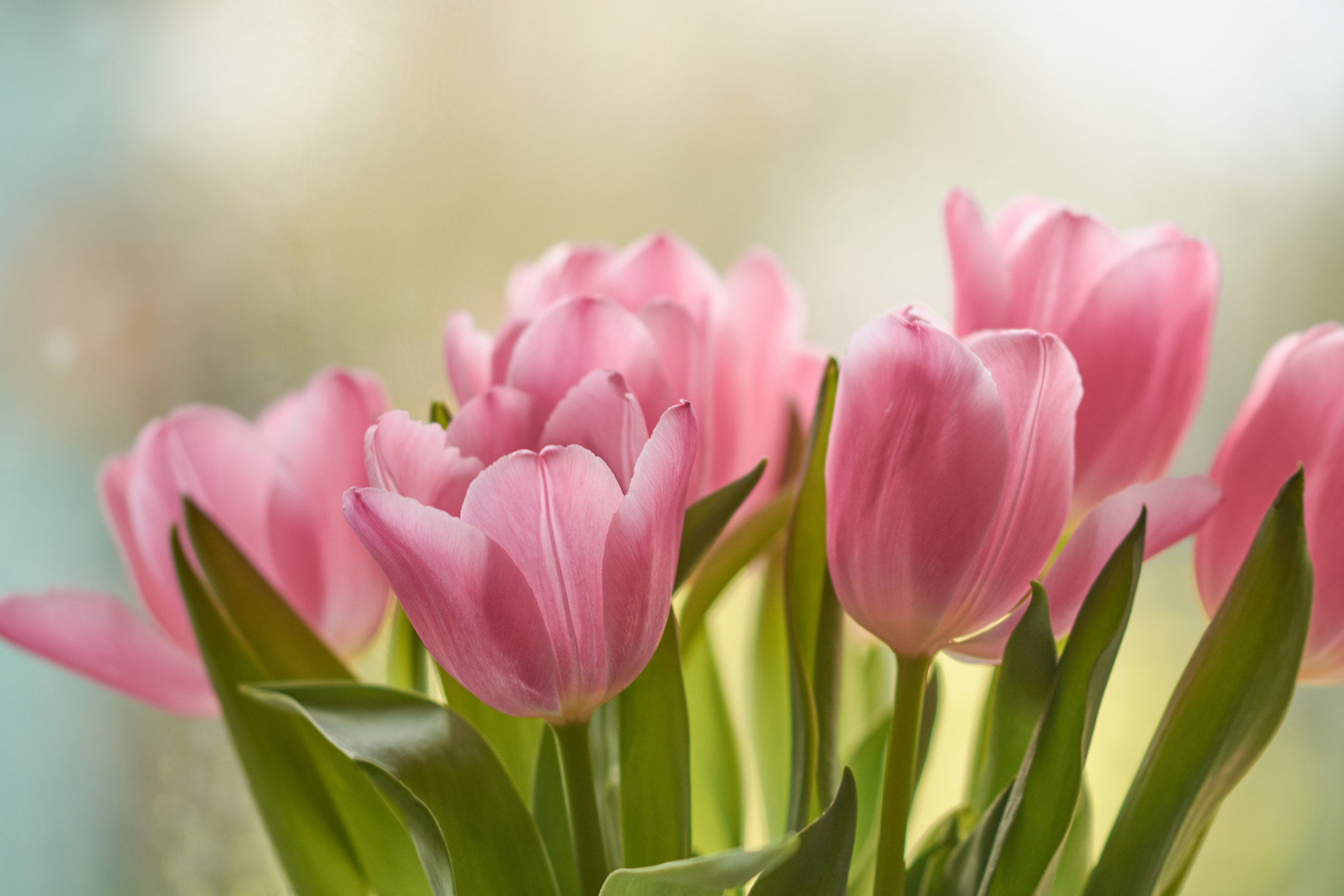 Sigma 105mm F2.8 EX DG OS HSM sample photo. Spring tulips photography